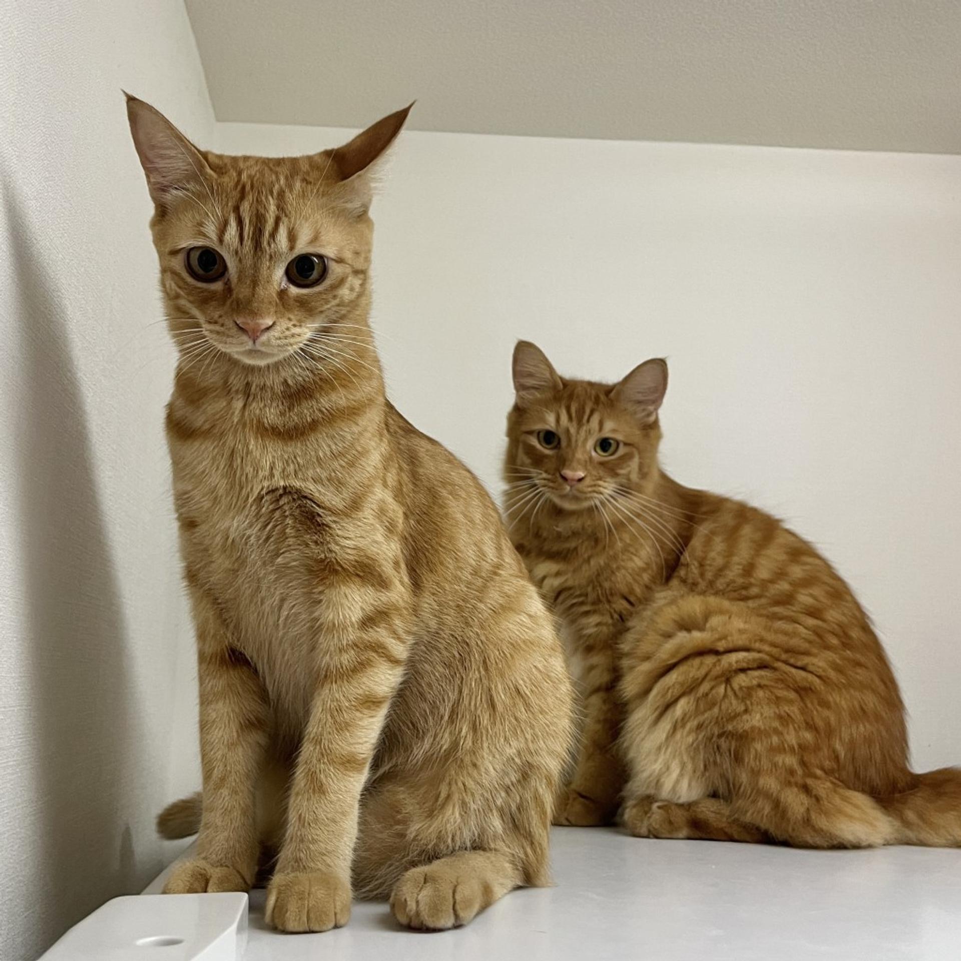 pet-image-9