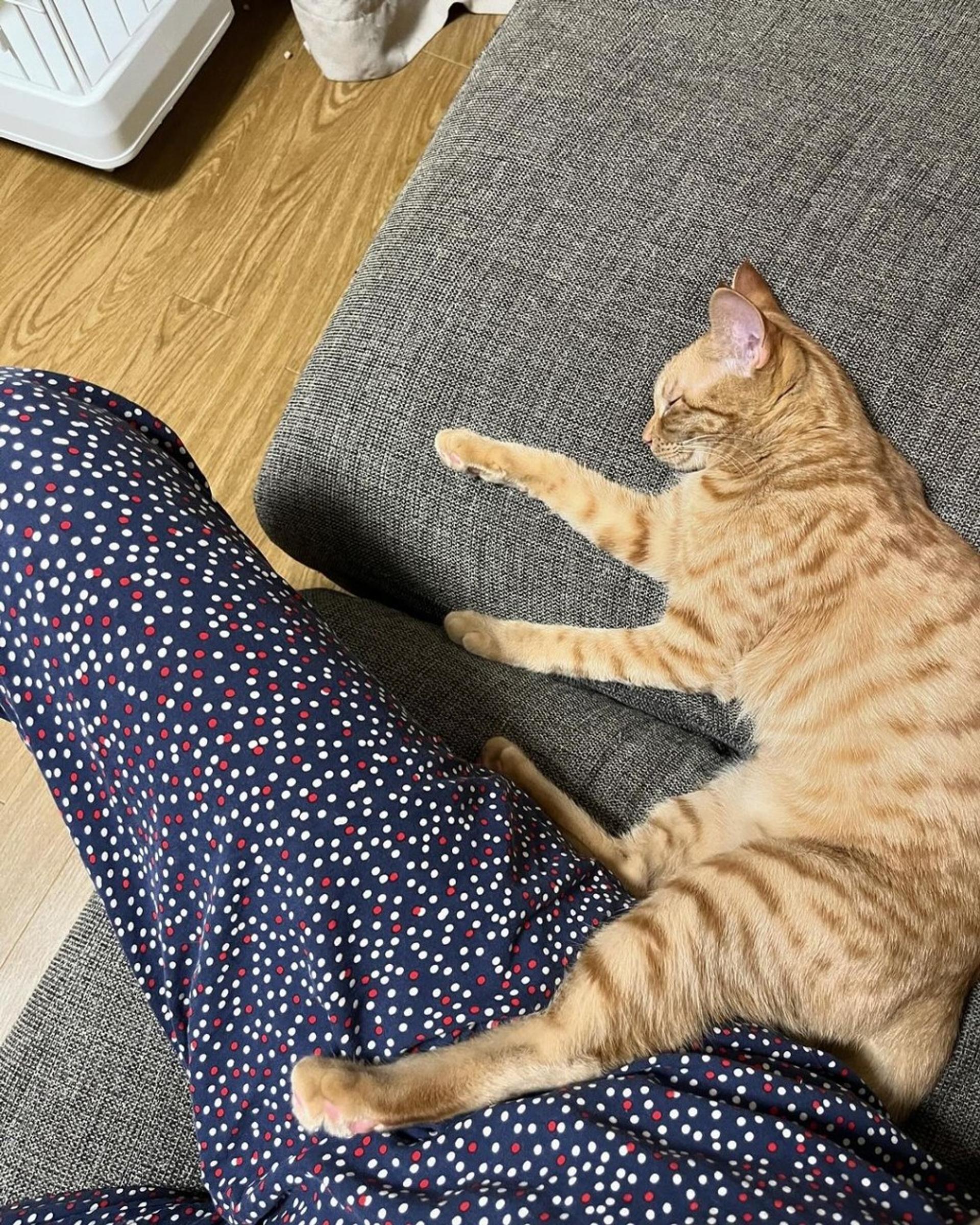 pet-image-8