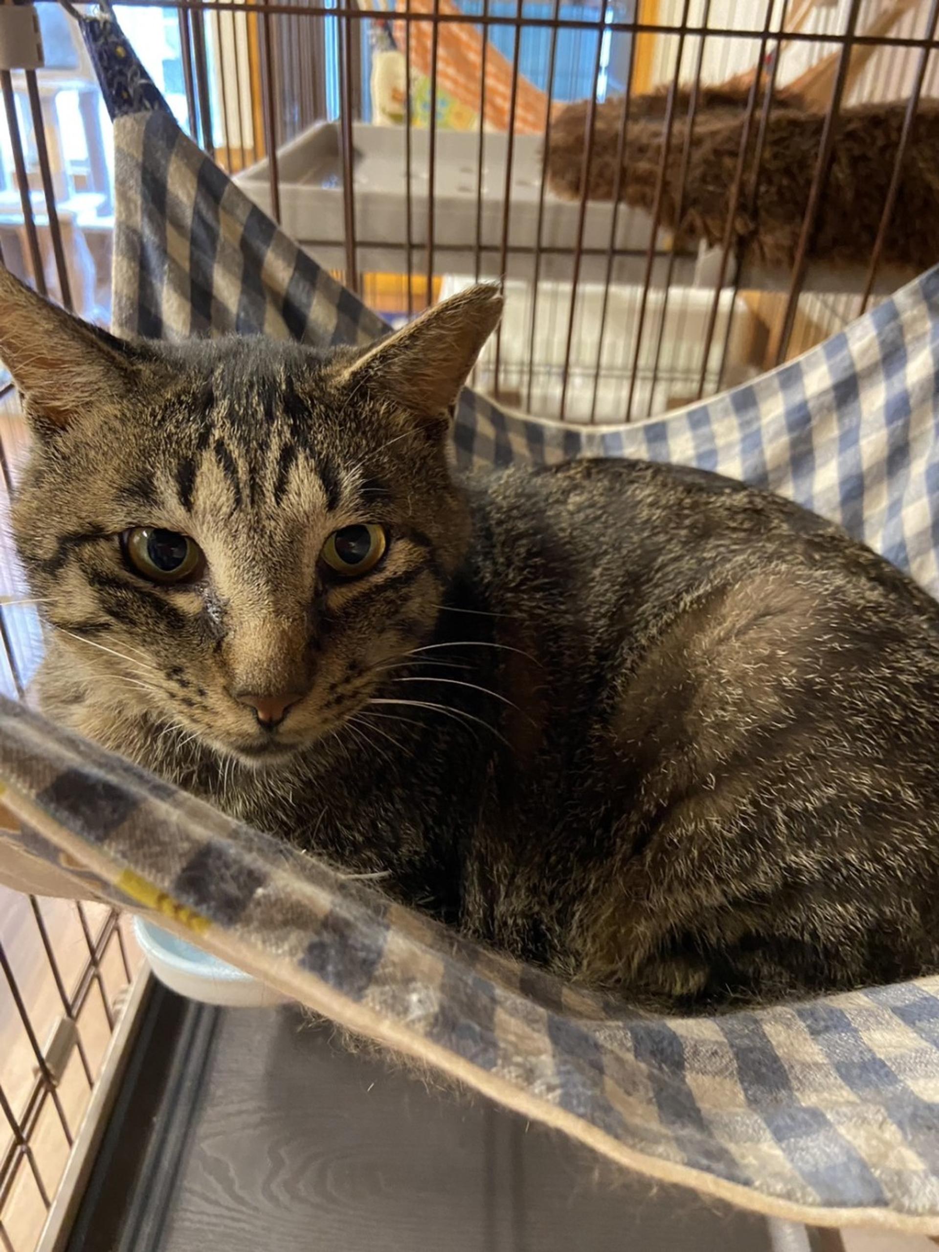 pet-image-2