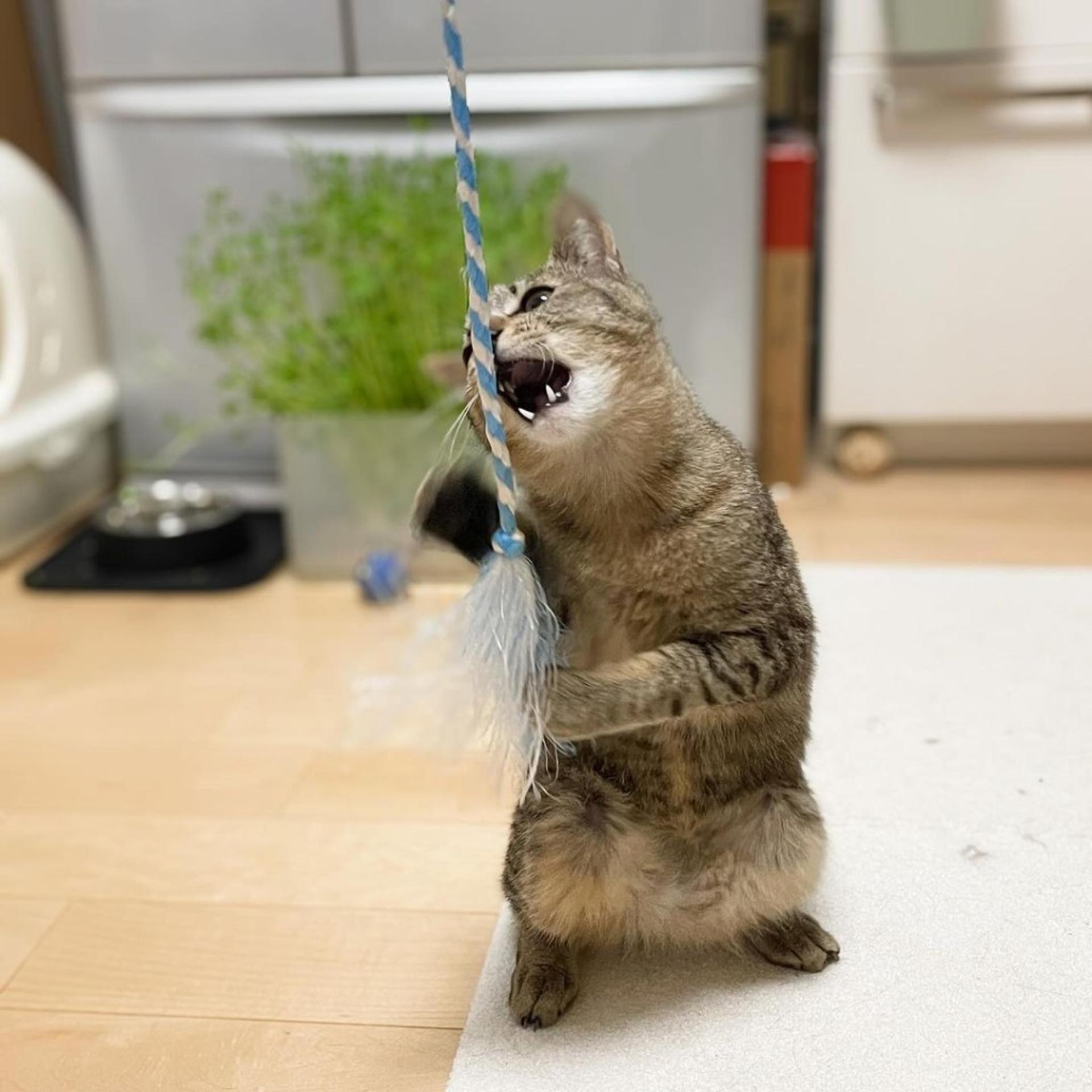 pet-image-8