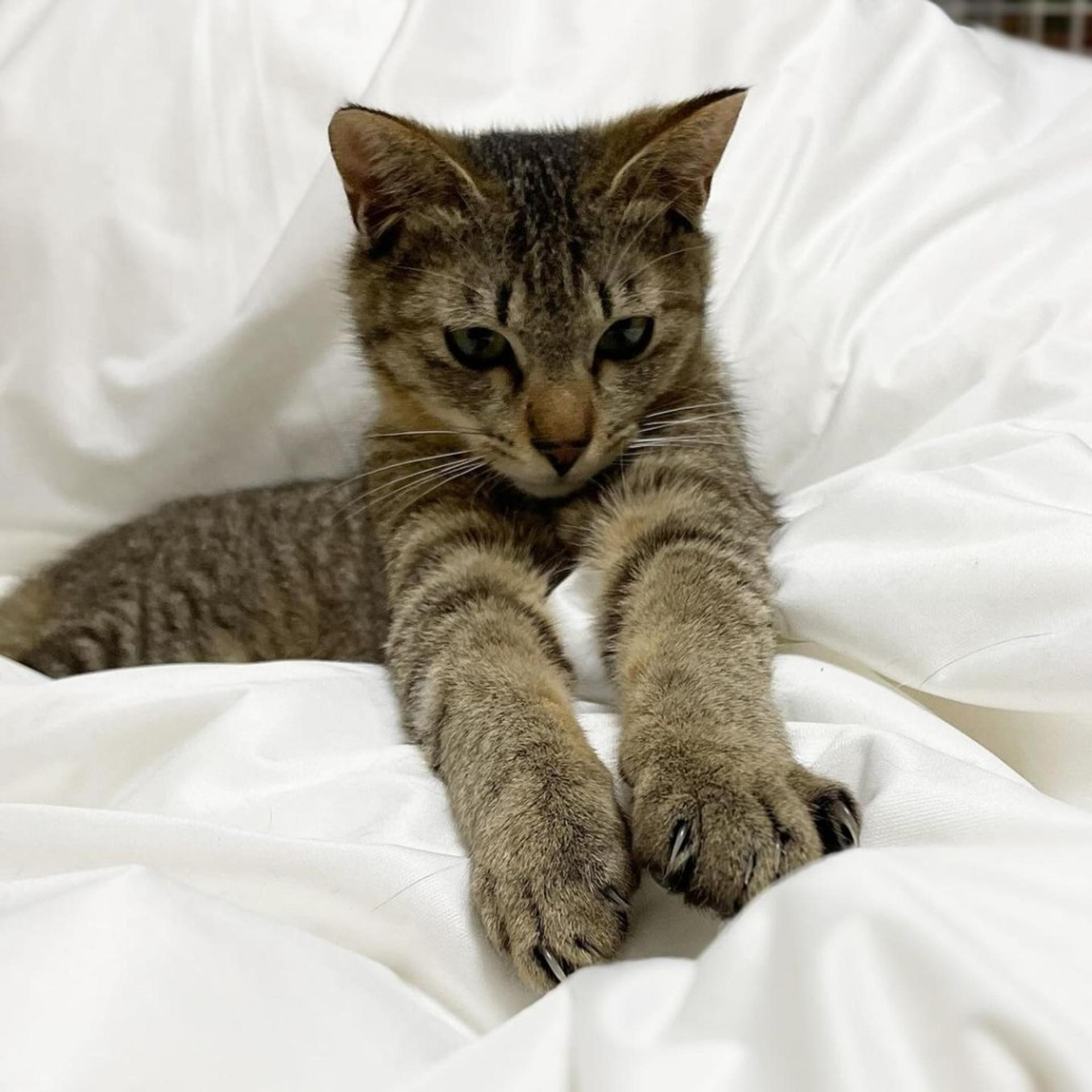 pet-image-9