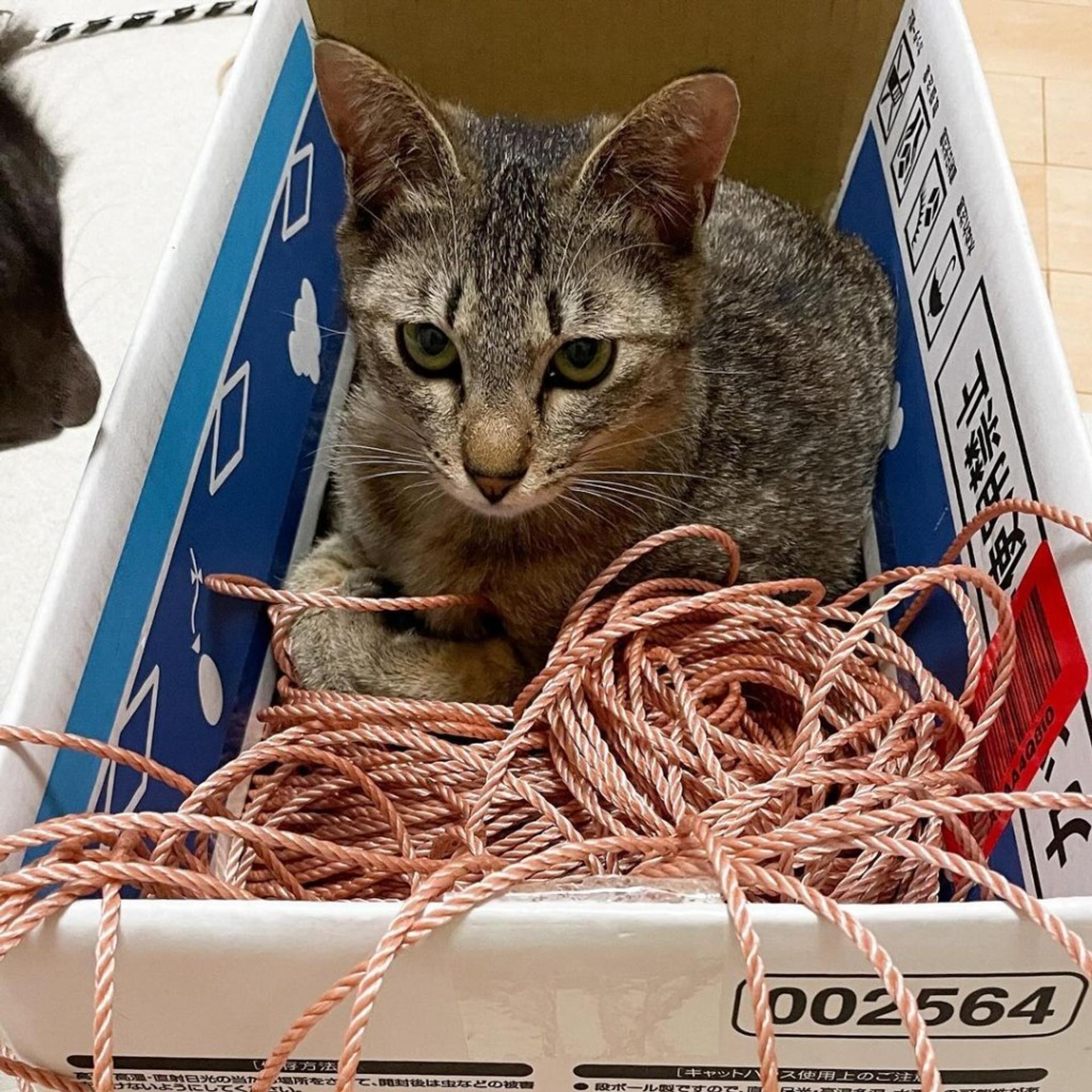 pet-image-4