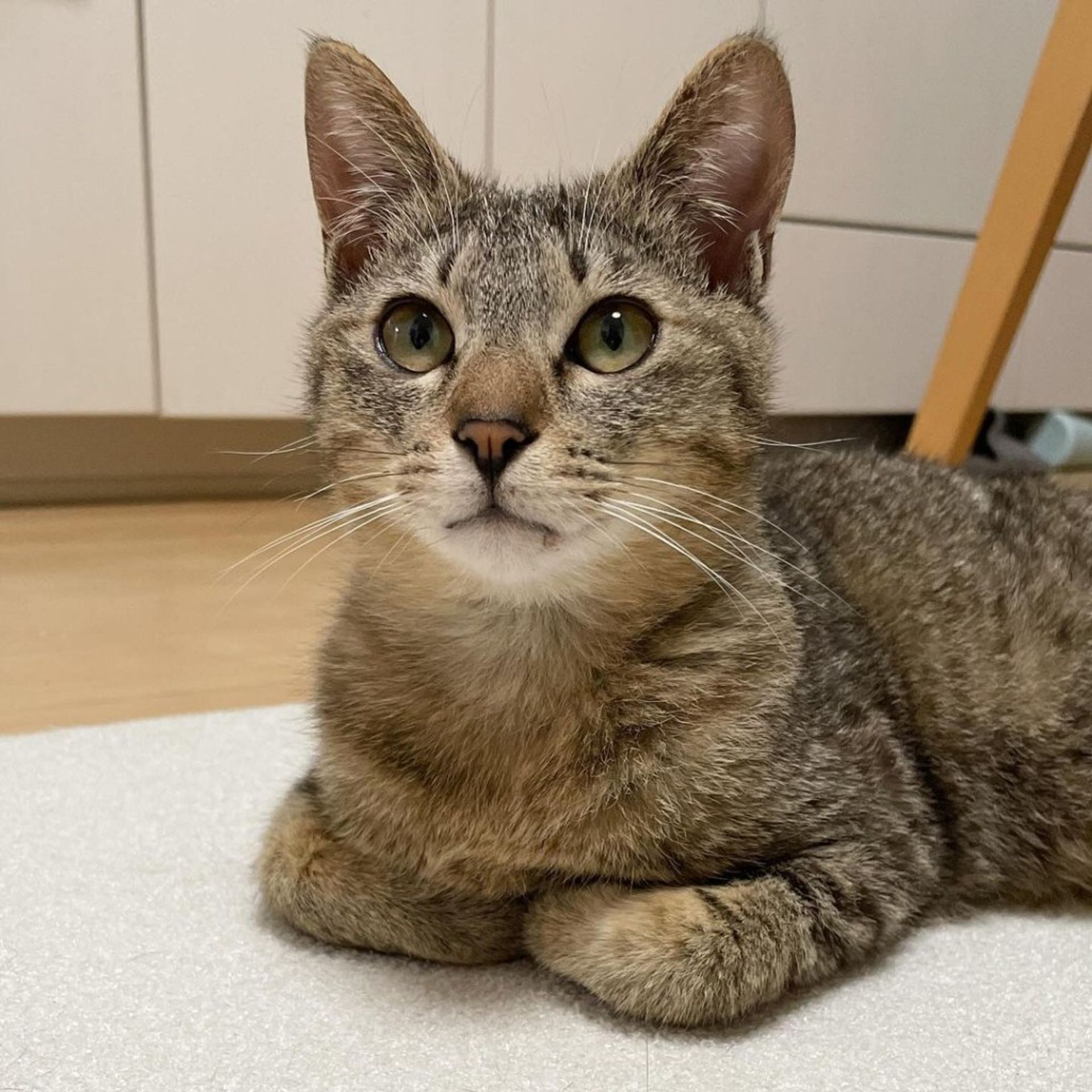 雑種（ミックス猫）・オスの里親募集の写真