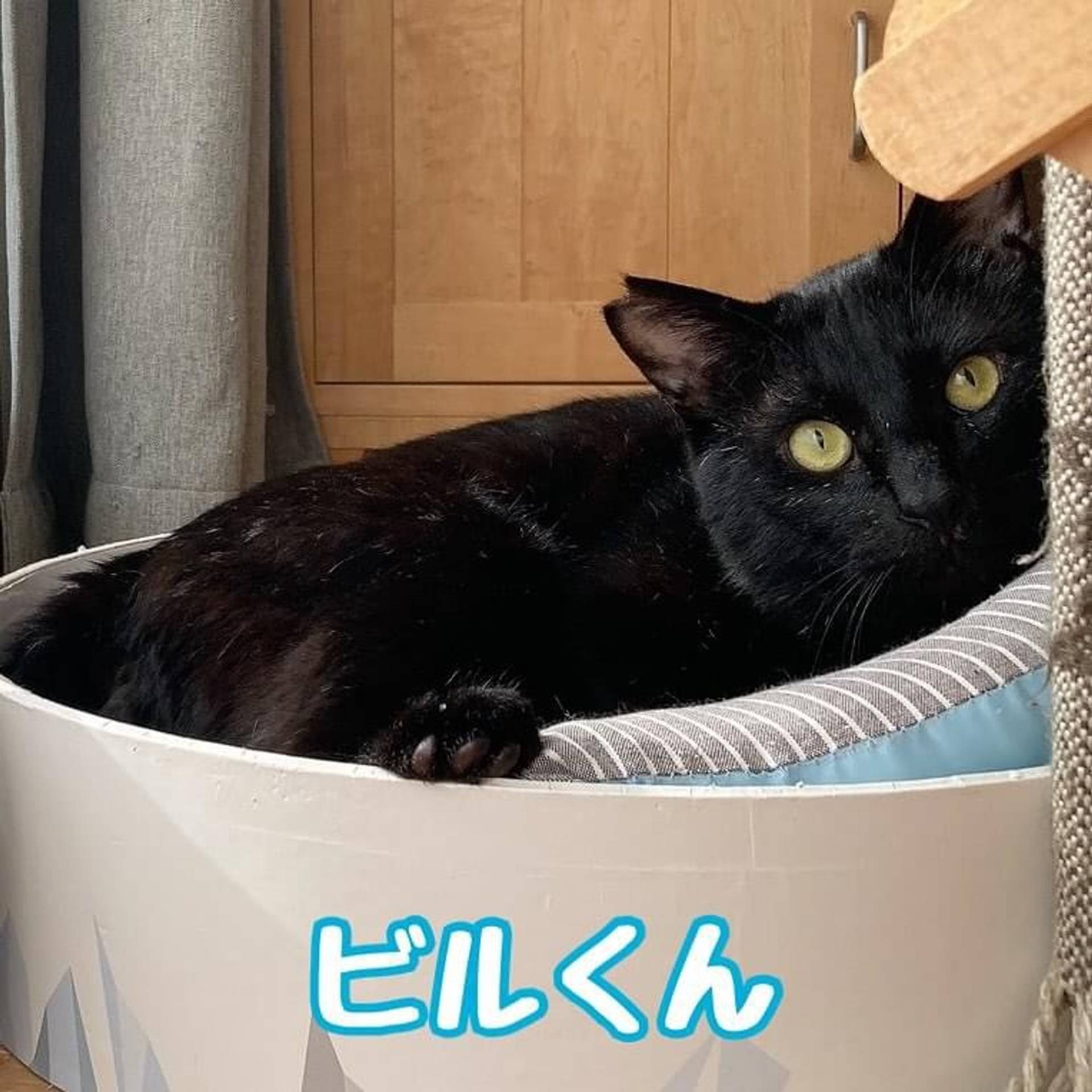 雑種（ミックス猫）・オスの里親募集の写真