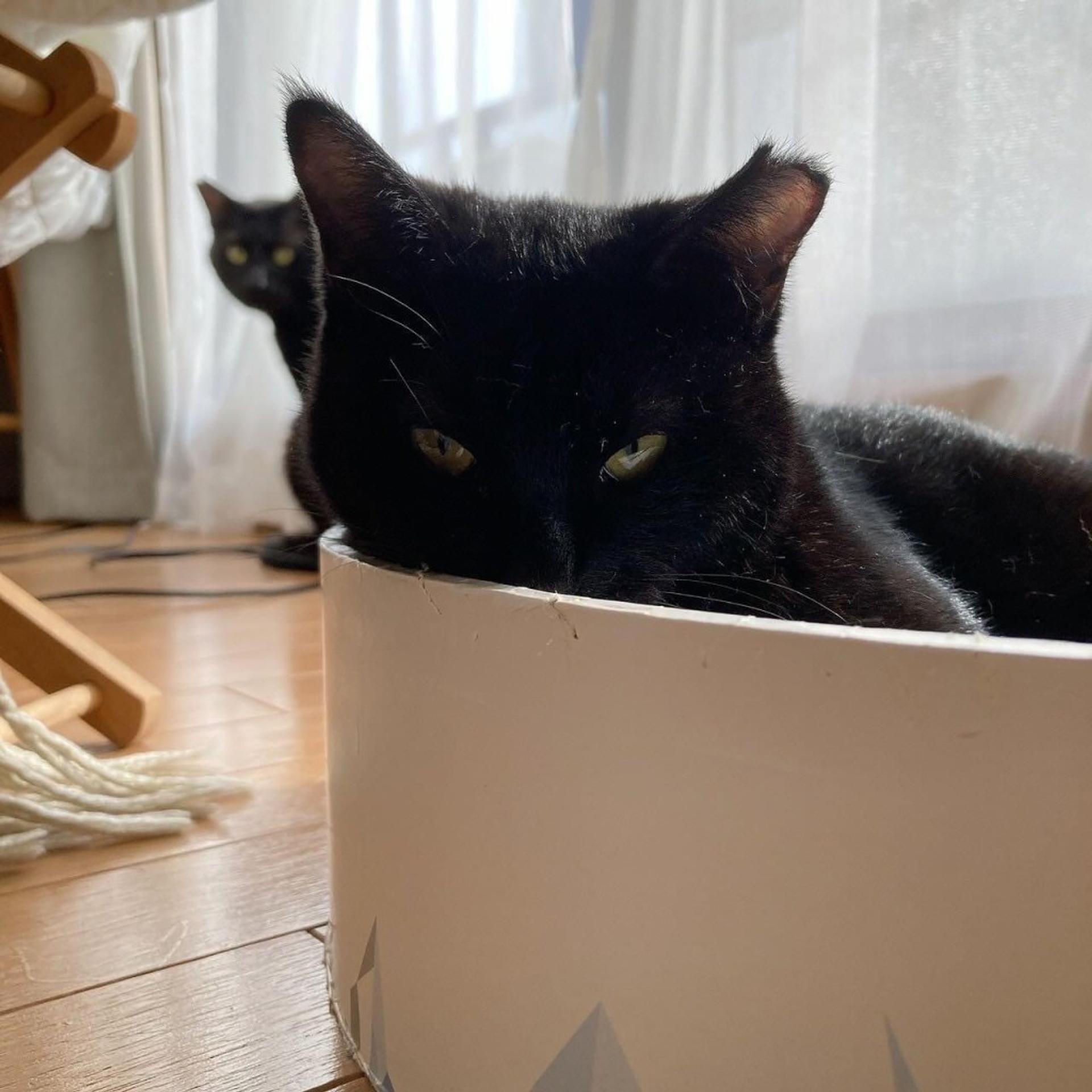 pet-image-3
