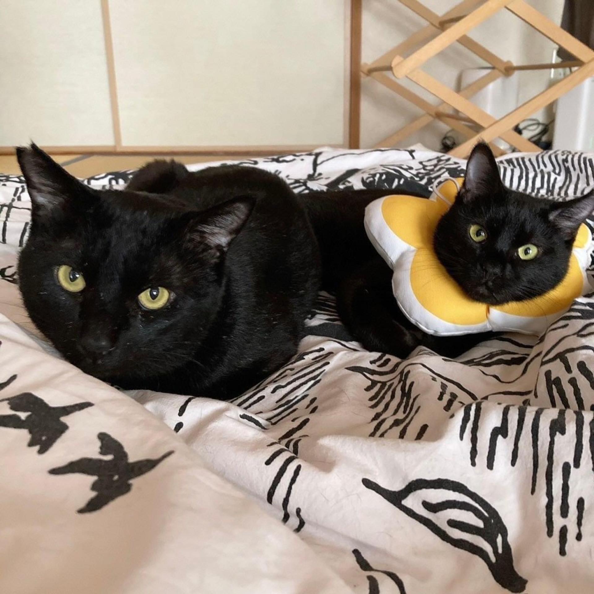 pet-image-5