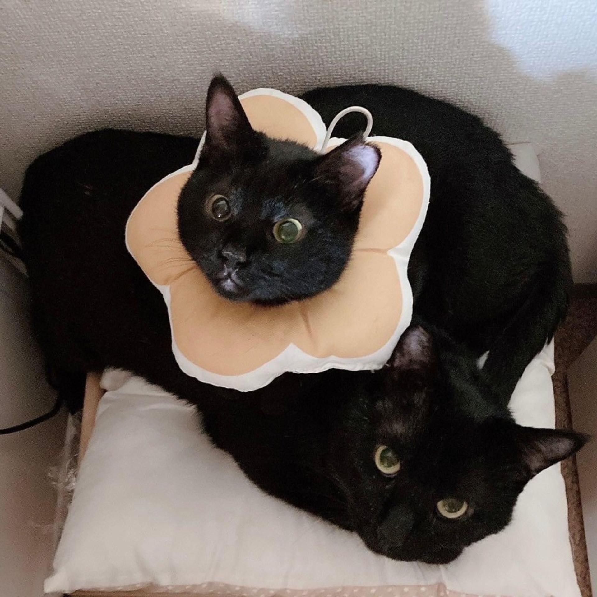 pet-image-6