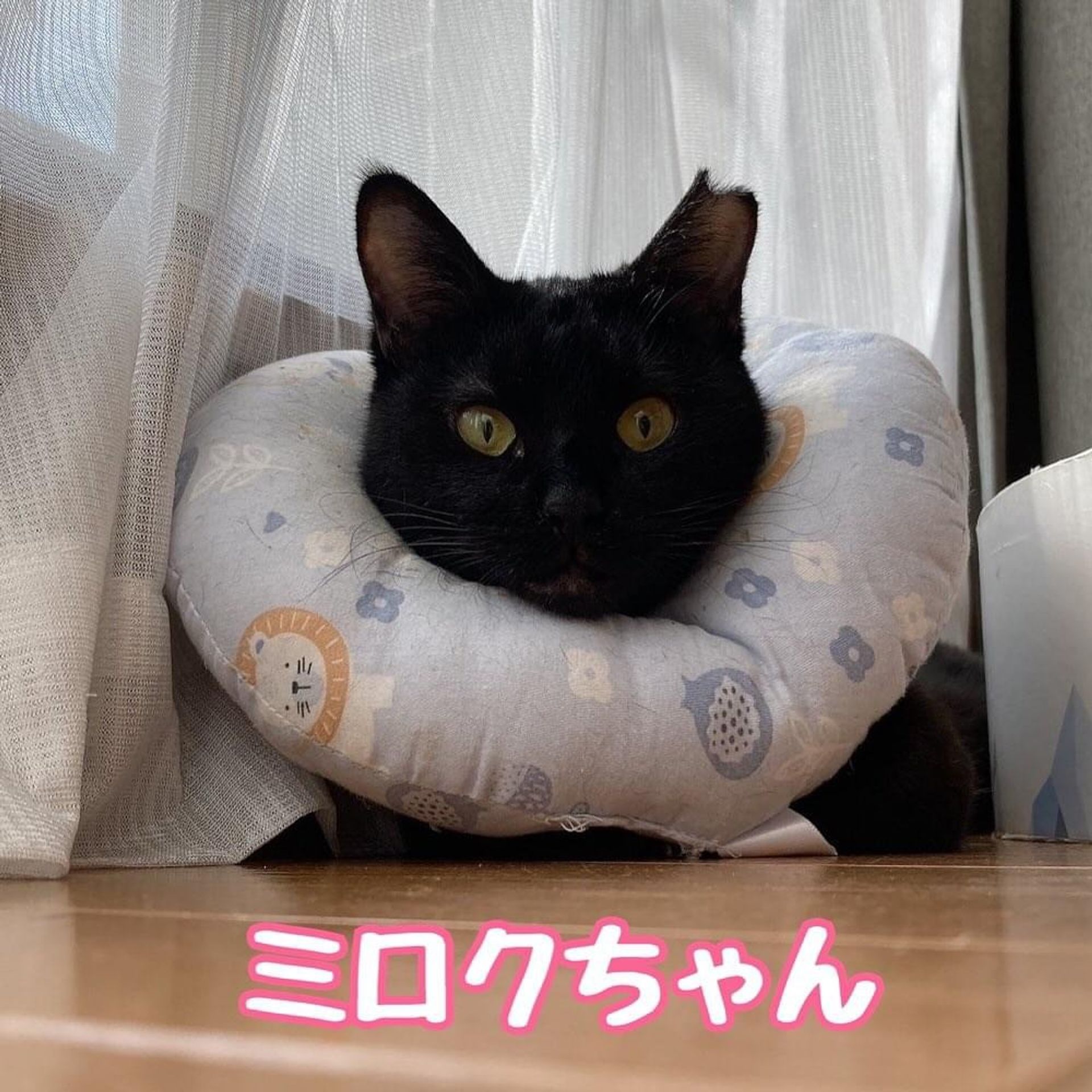 雑種（ミックス猫）・メスの里親募集の写真