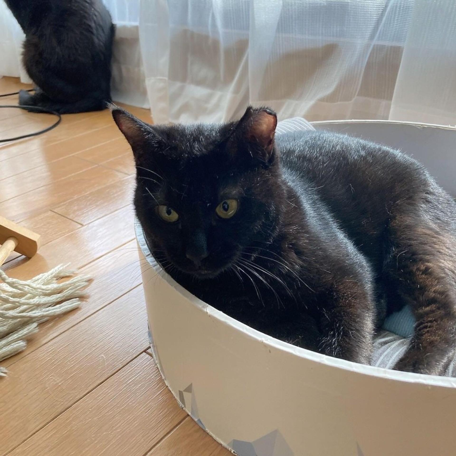 pet-image-2