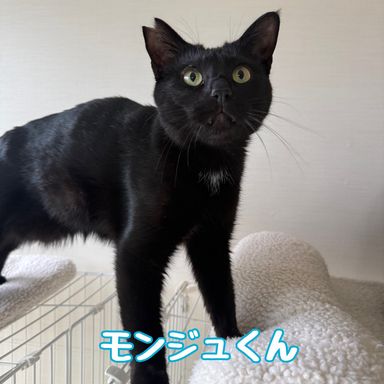 雑種（ミックス猫）・オスの里親募集の写真