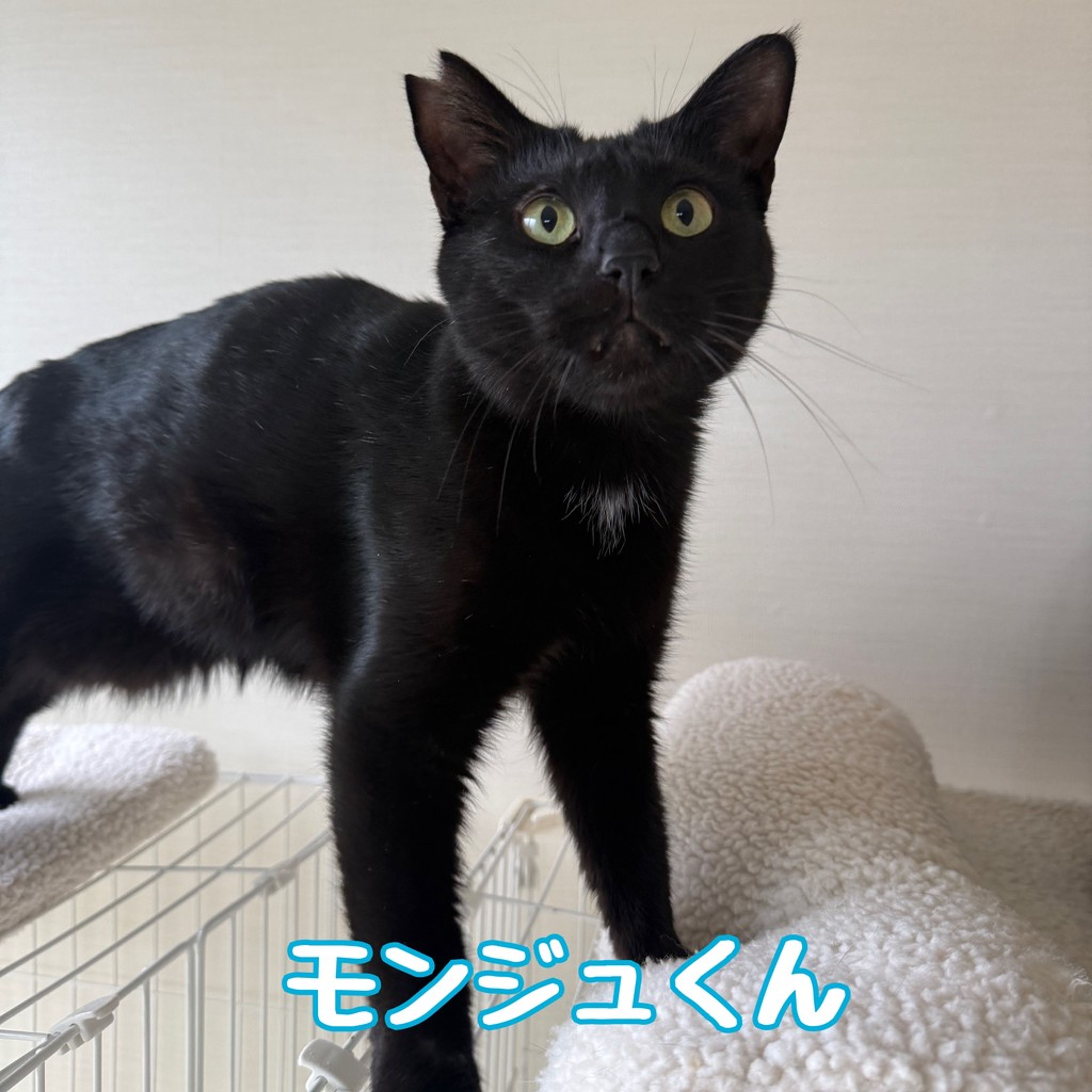 雑種（ミックス猫）・オスの里親募集の写真