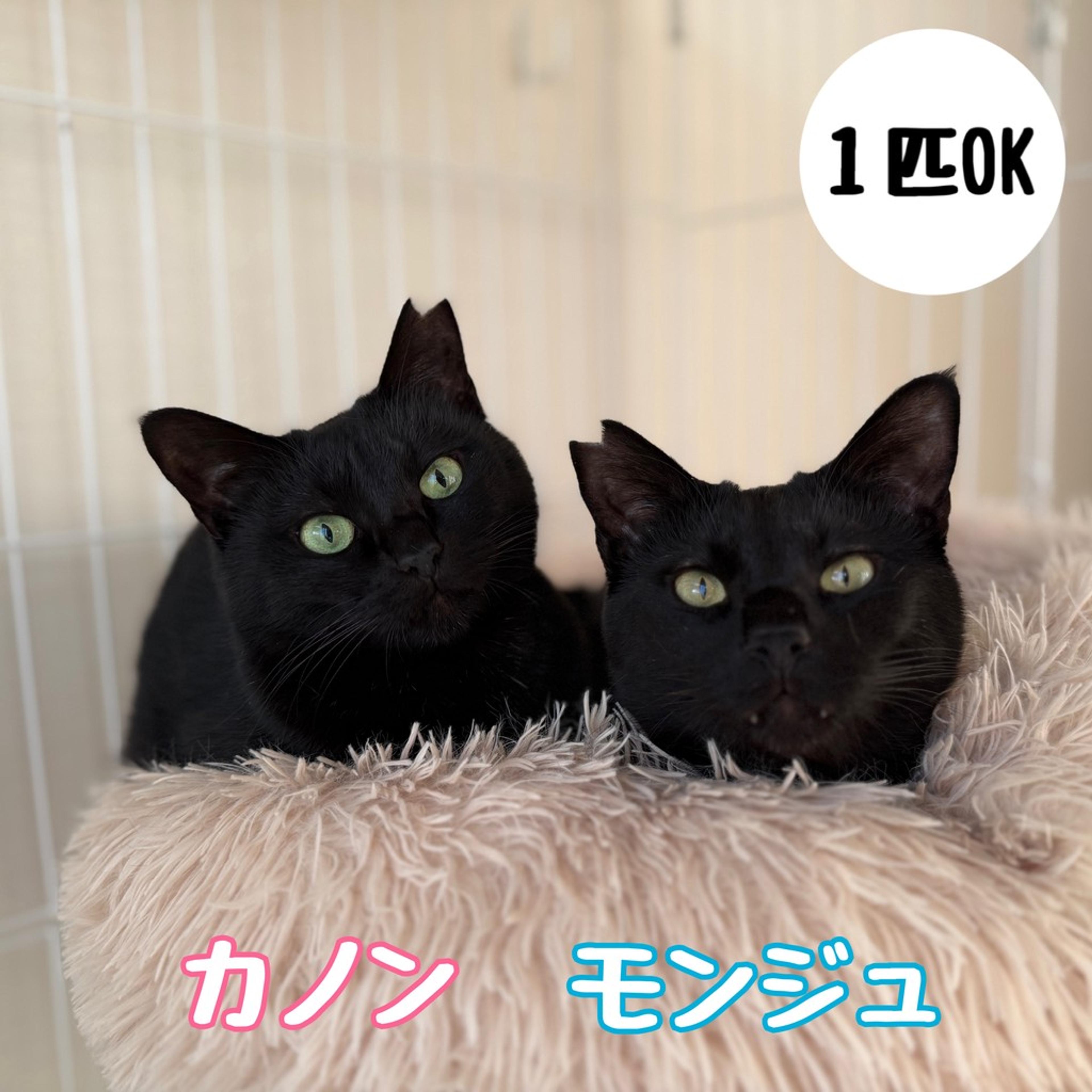 pet-image-4