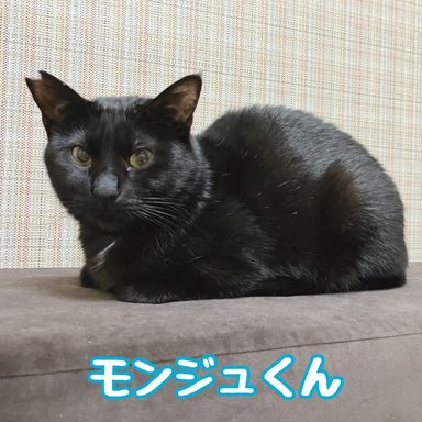モンジュ