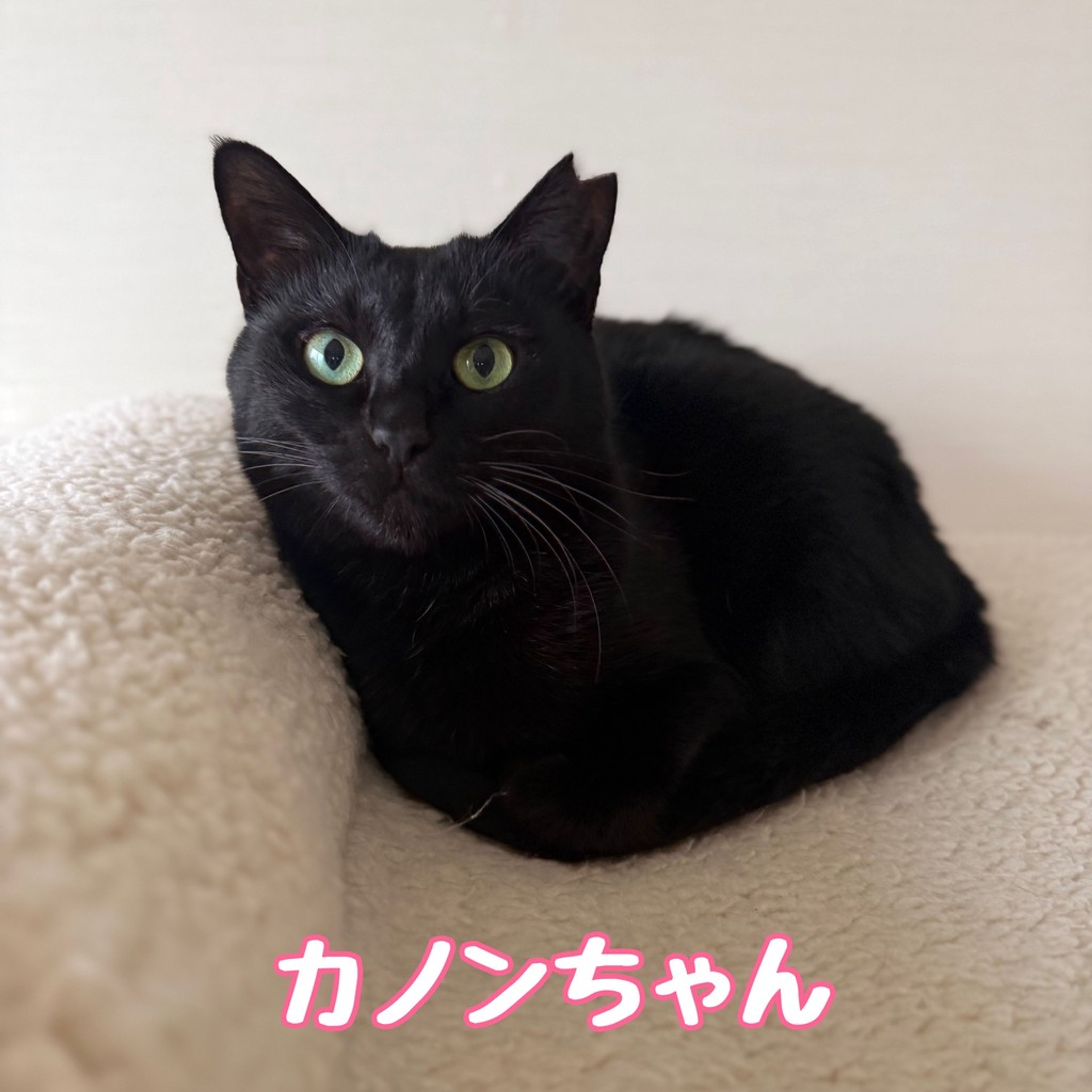 雑種（ミックス猫）・メスの里親募集の写真