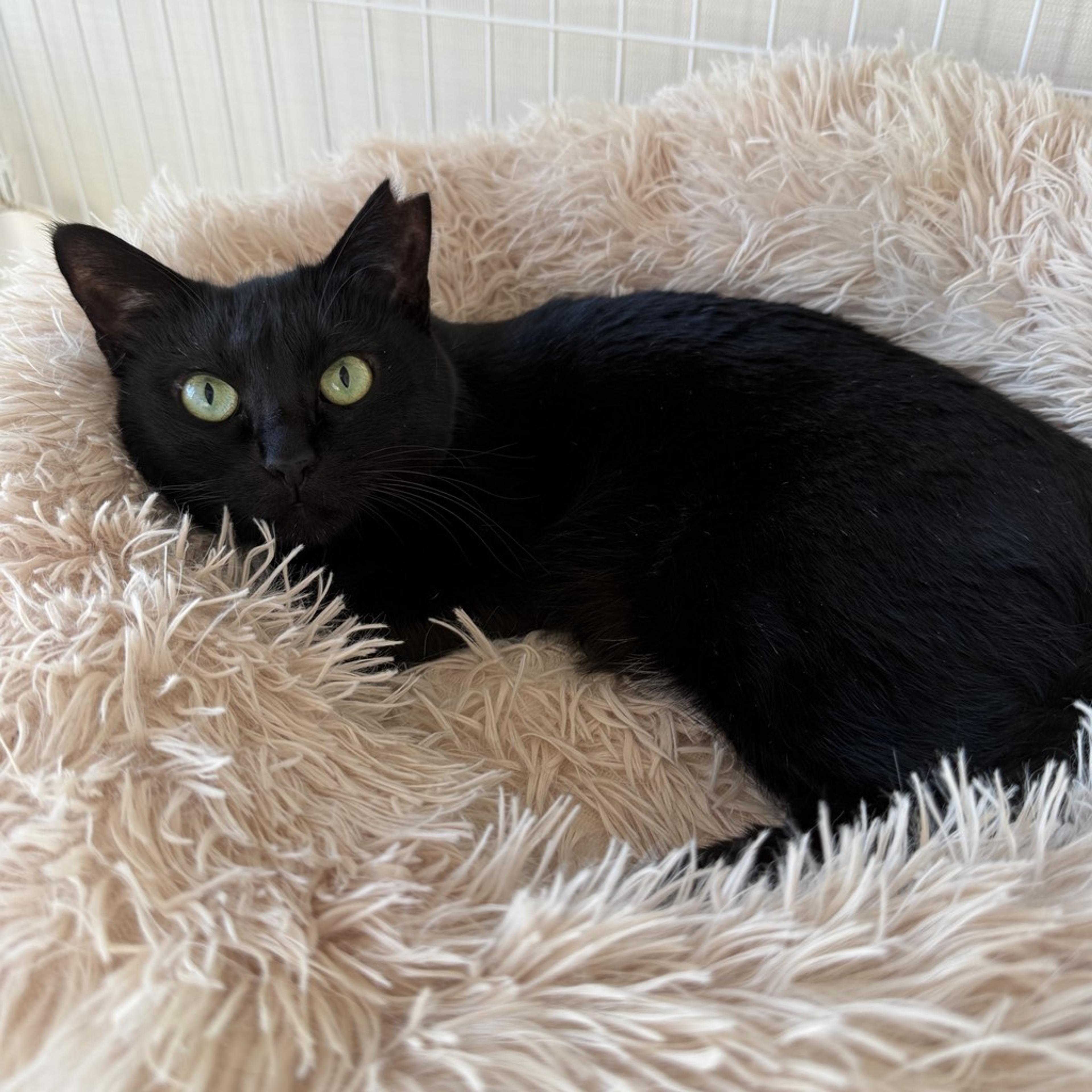 pet-image-3