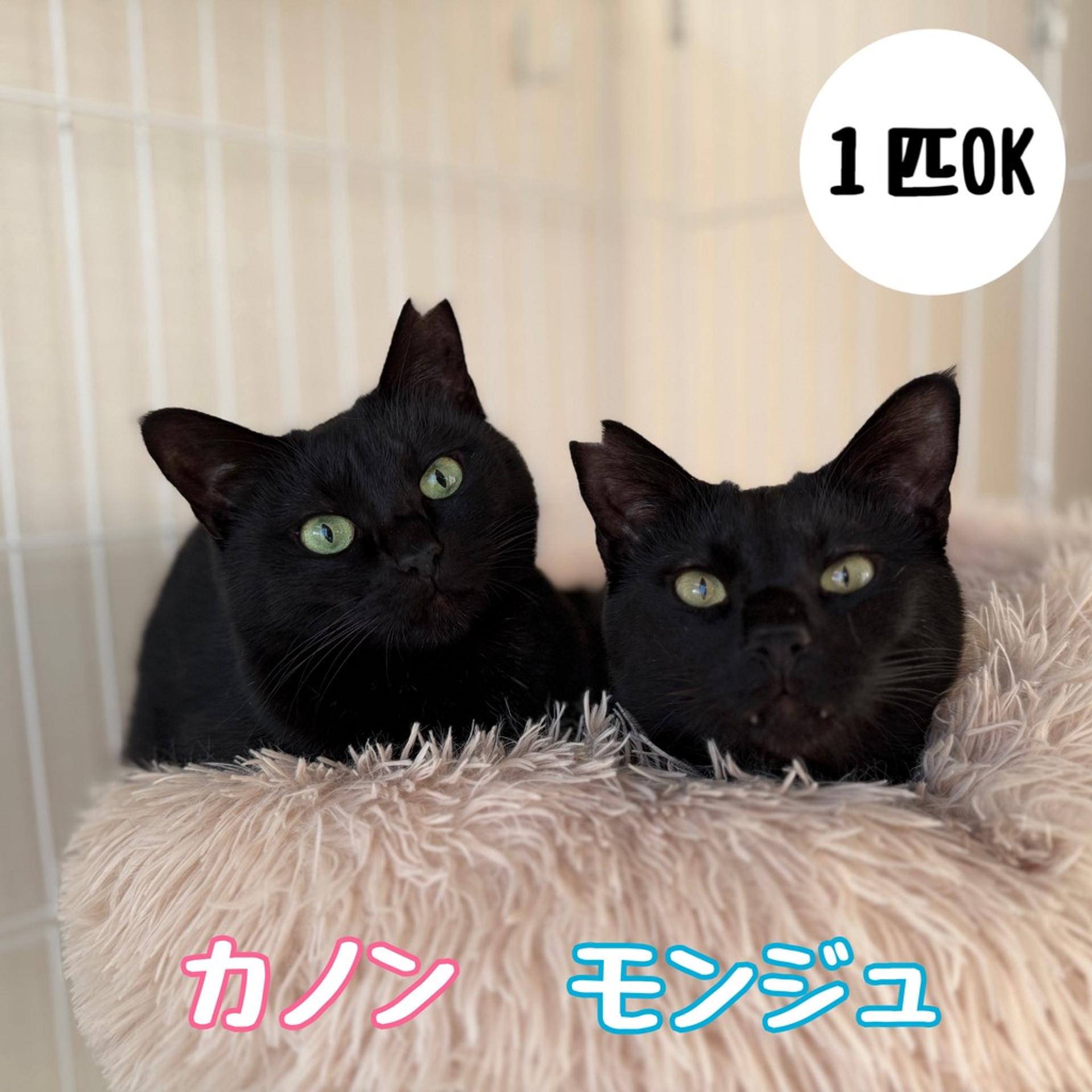 pet-image-4