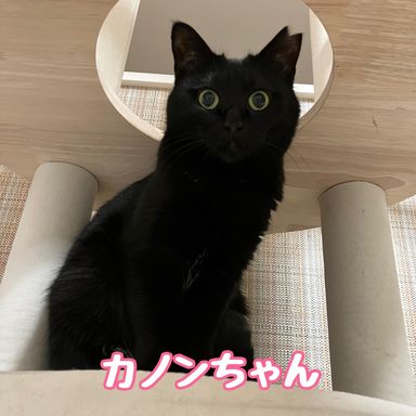 カノン