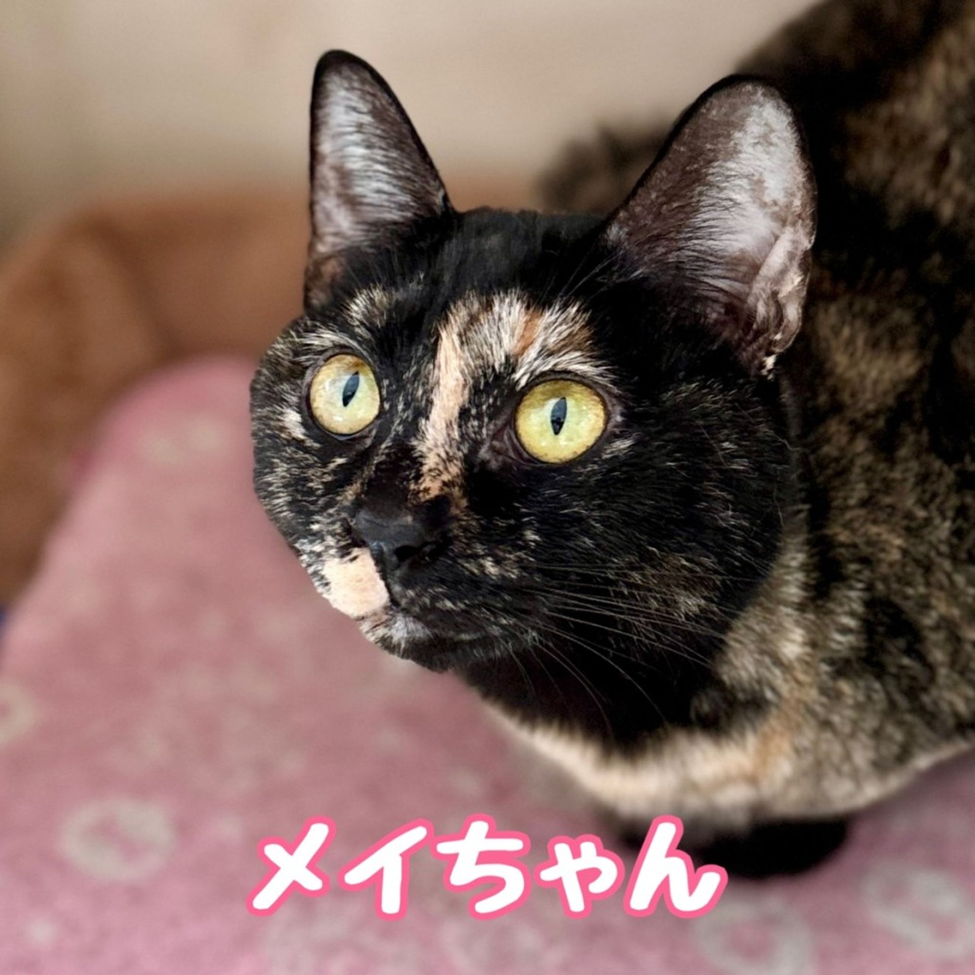 雑種（ミックス猫）・メスの里親募集の写真