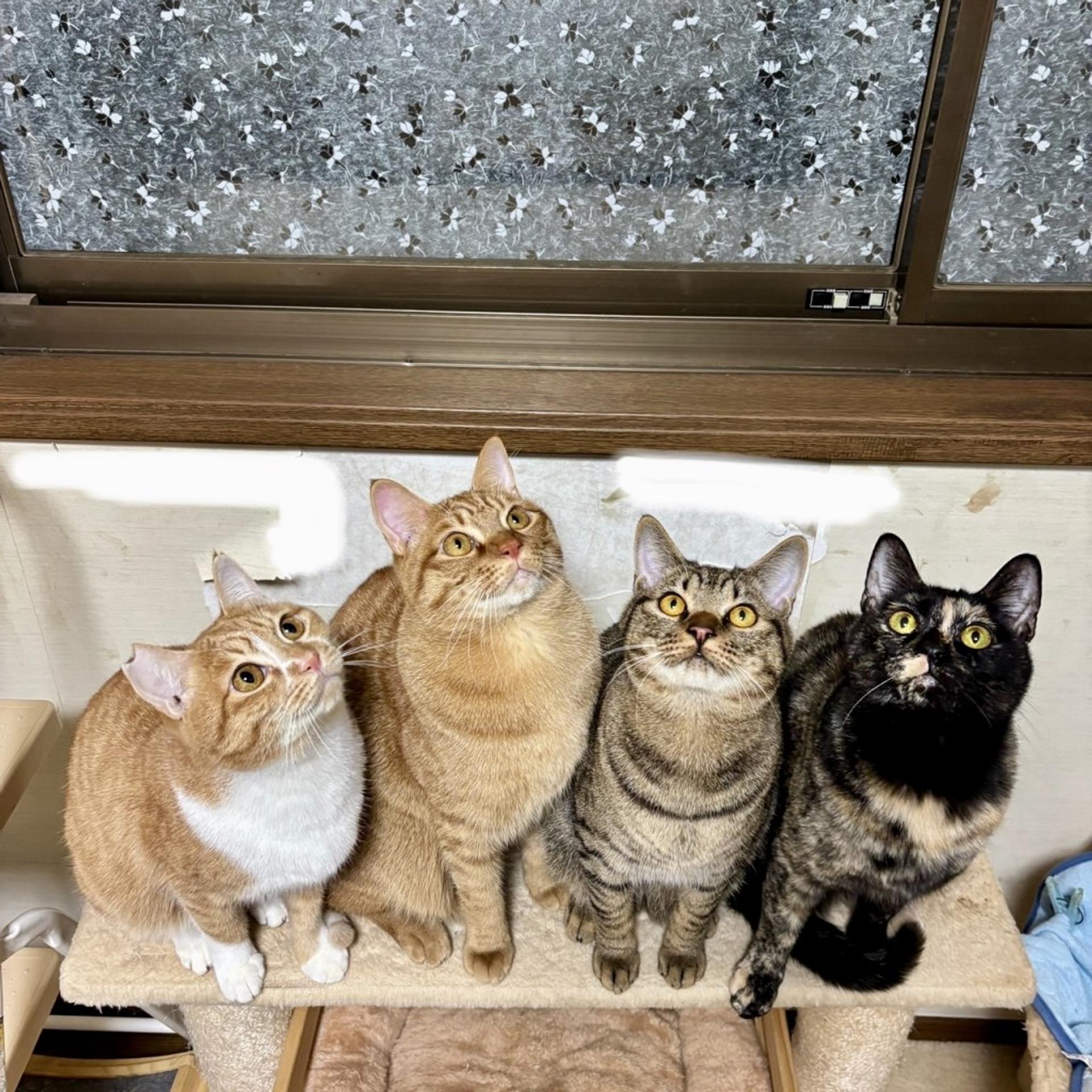 pet-image-7