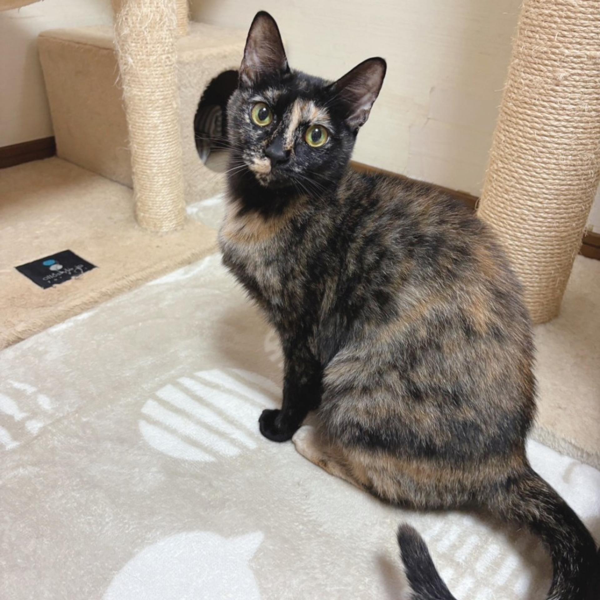 pet-image-4