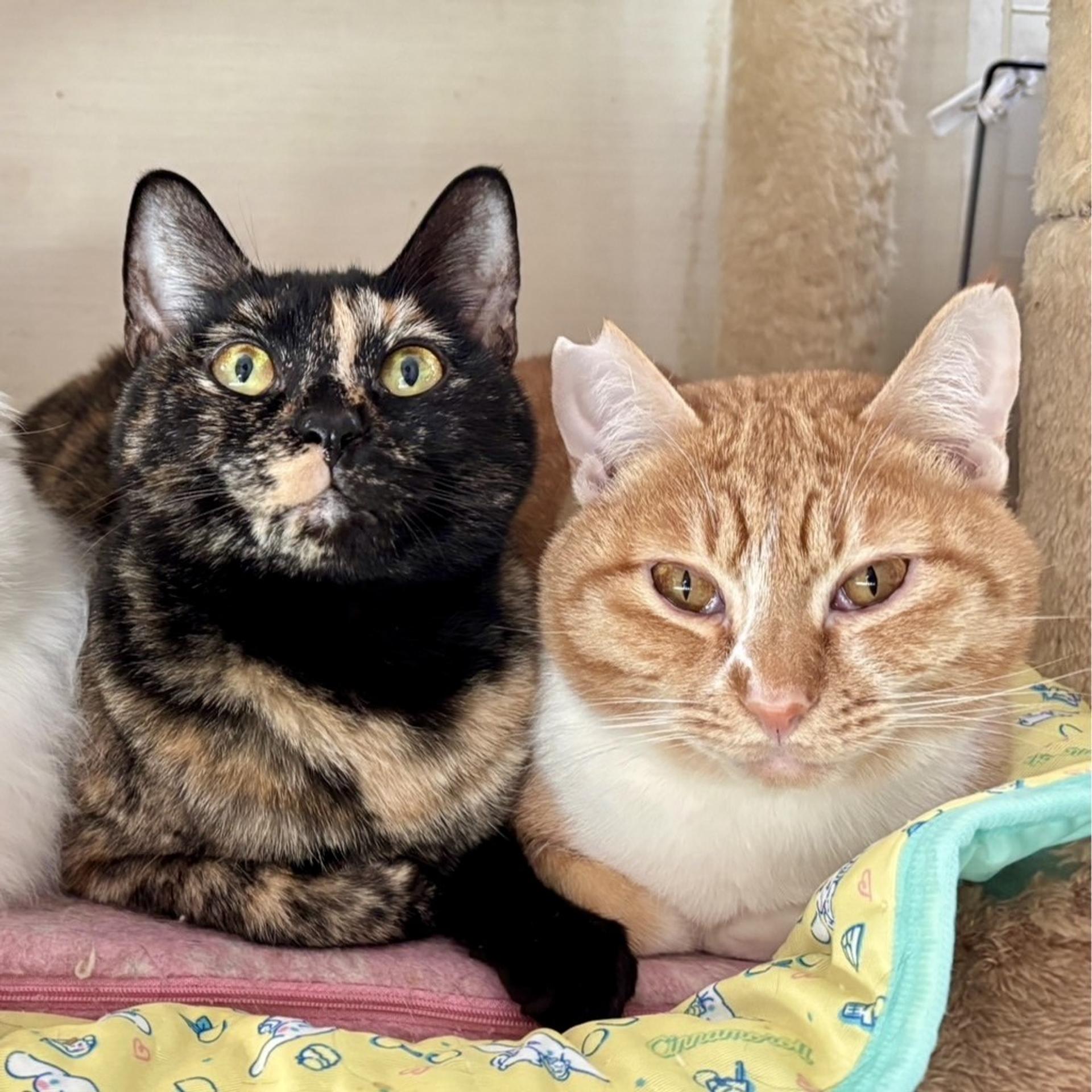 pet-image-5