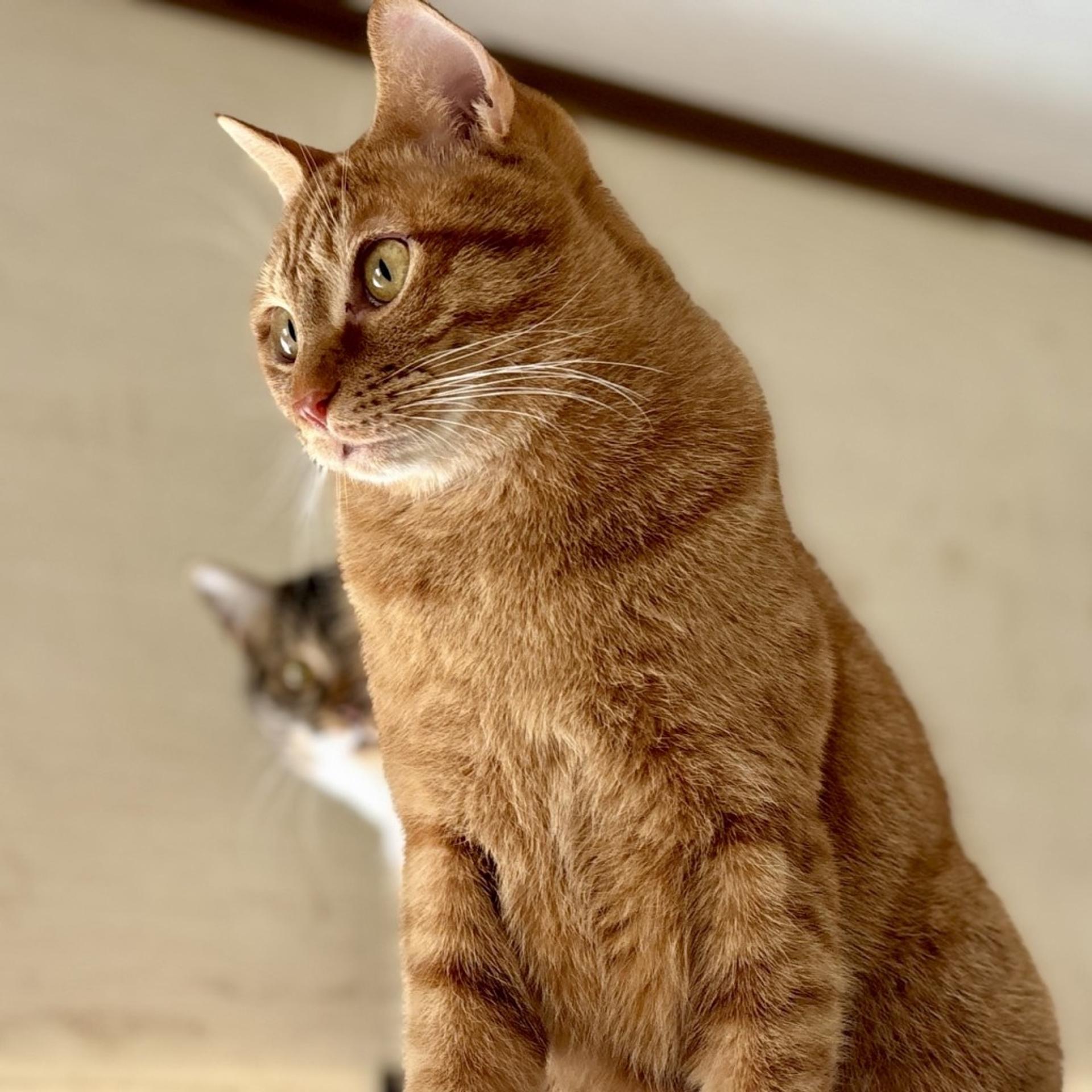 pet-image-2