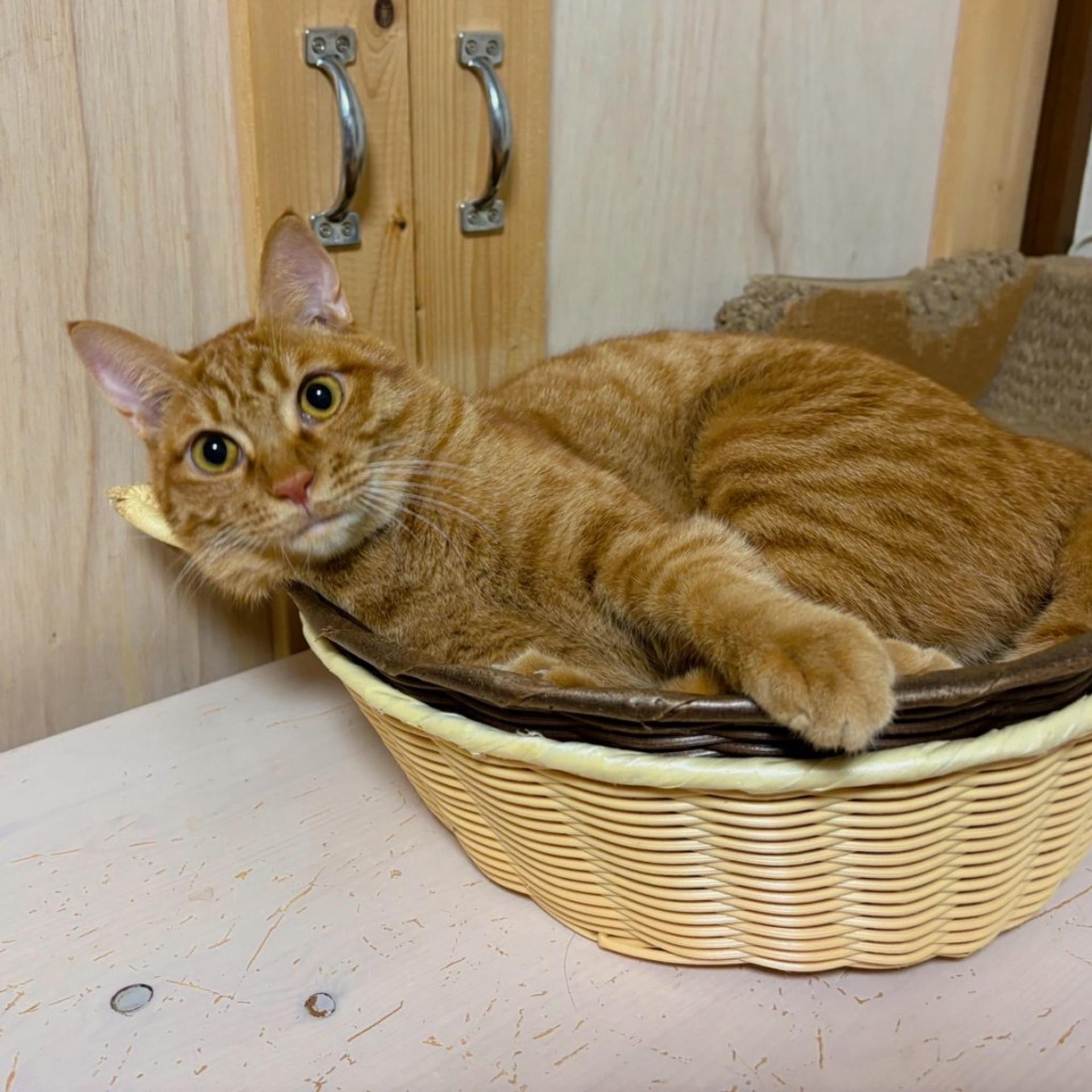 pet-image-3