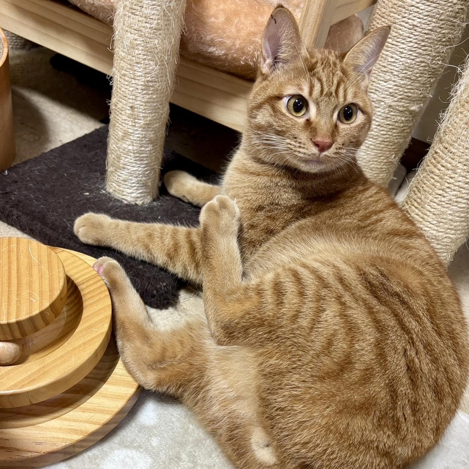 pet-image-4