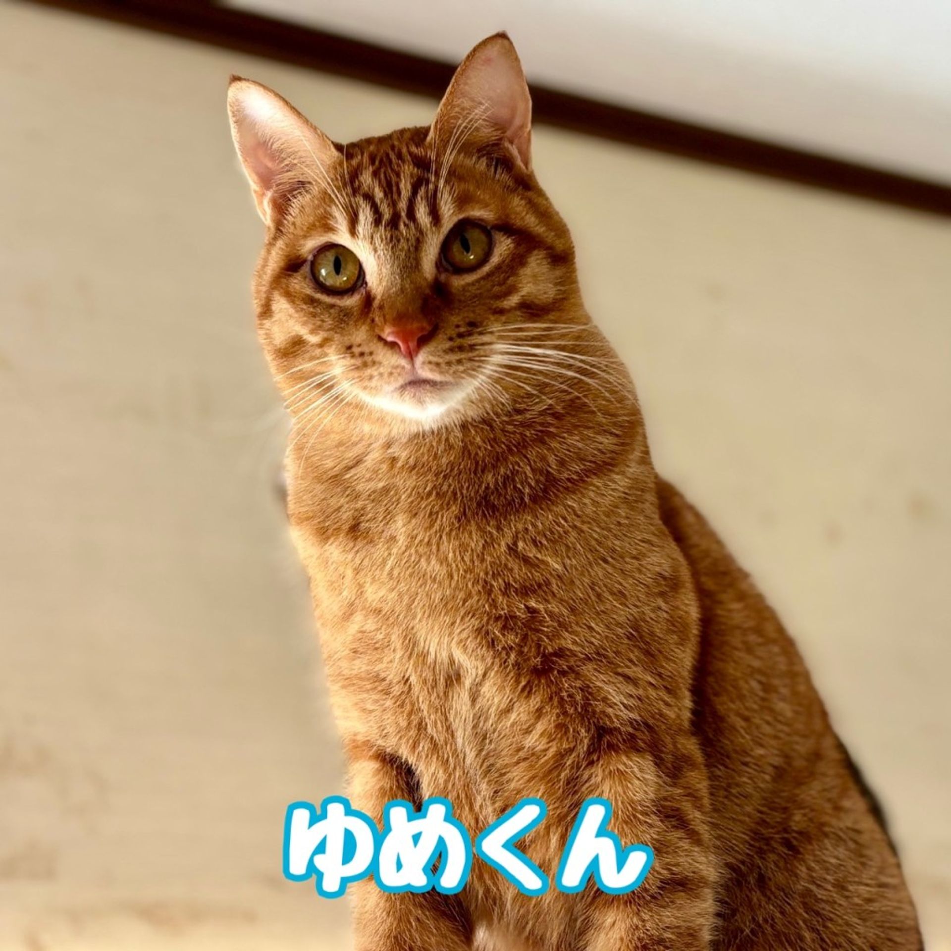 雑種（ミックス猫）・オスの里親募集の写真