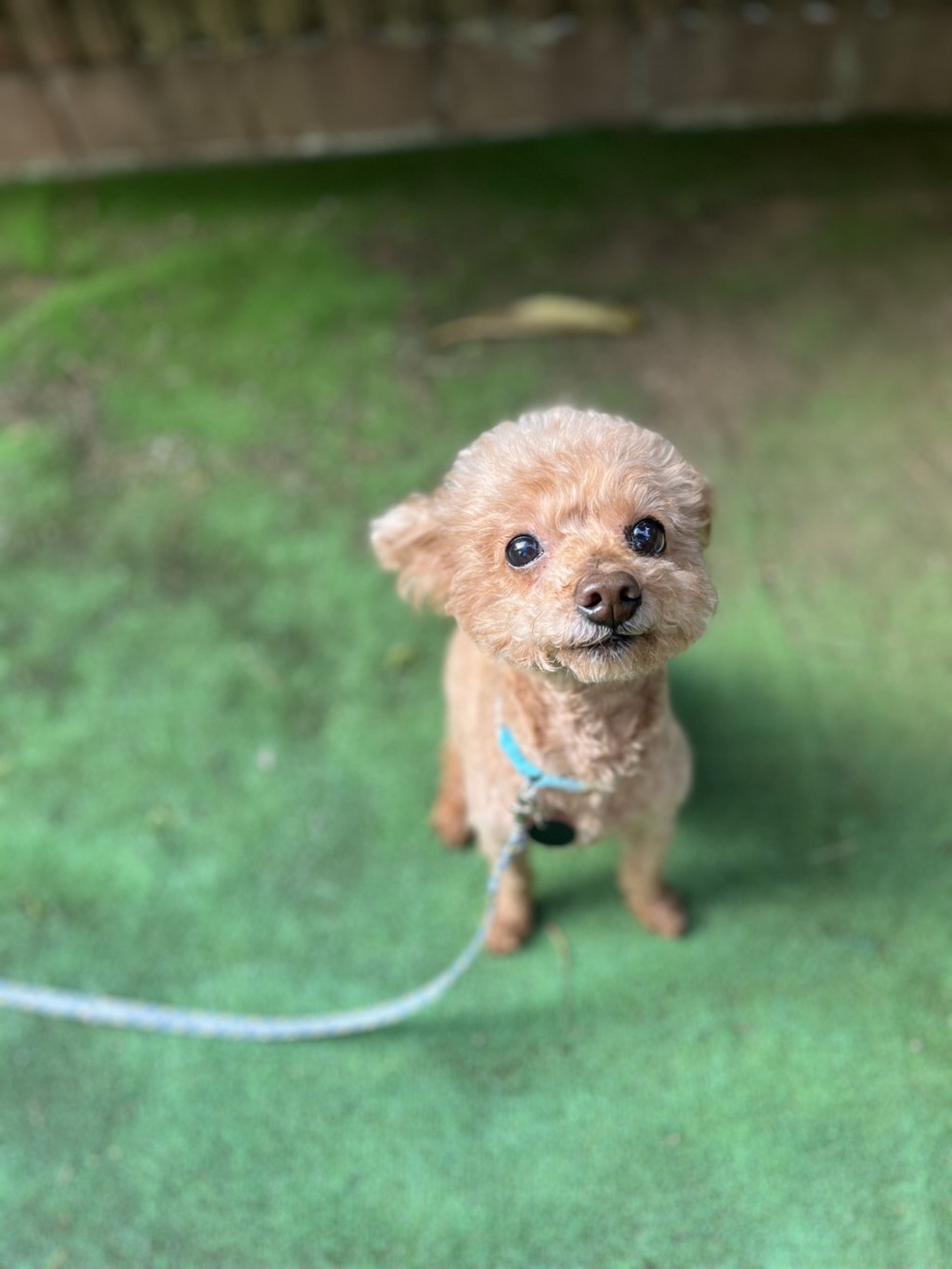pet-image-3