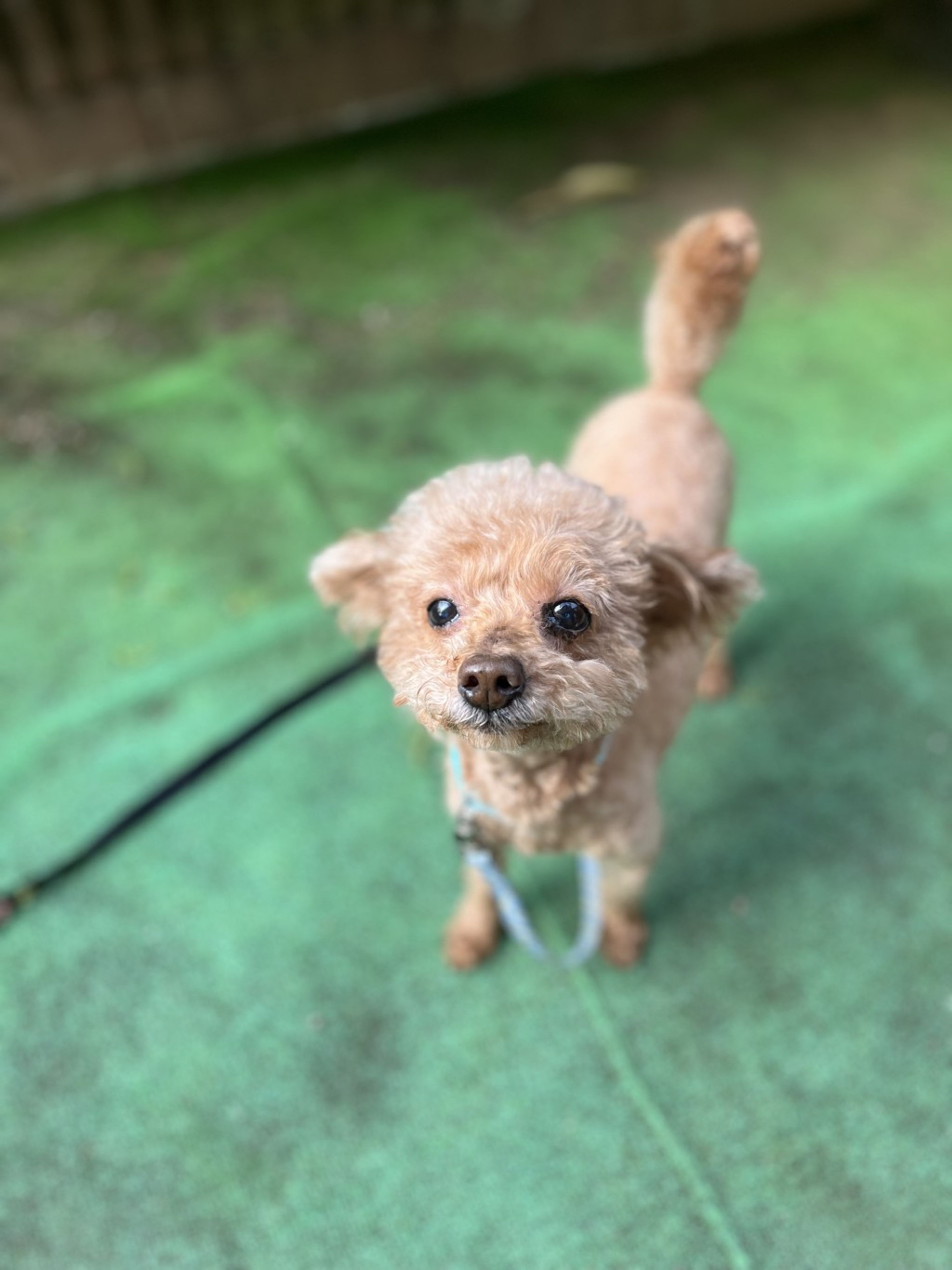 pet-image-6