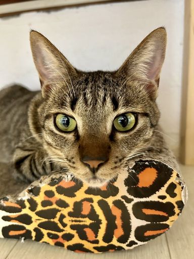 雑種（ミックス猫）・オスの里親募集の写真