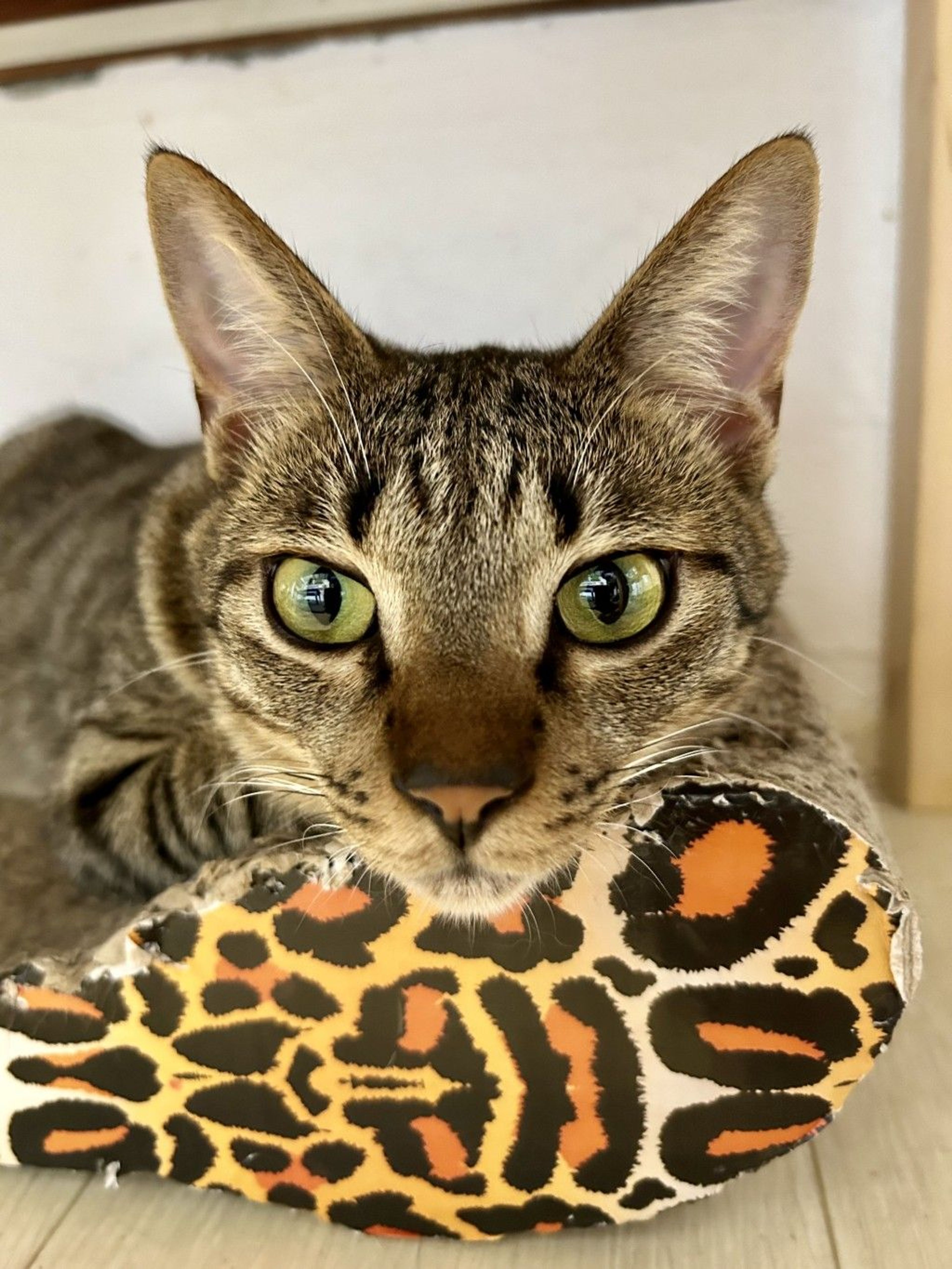 雑種（ミックス猫）・オスの里親募集の写真