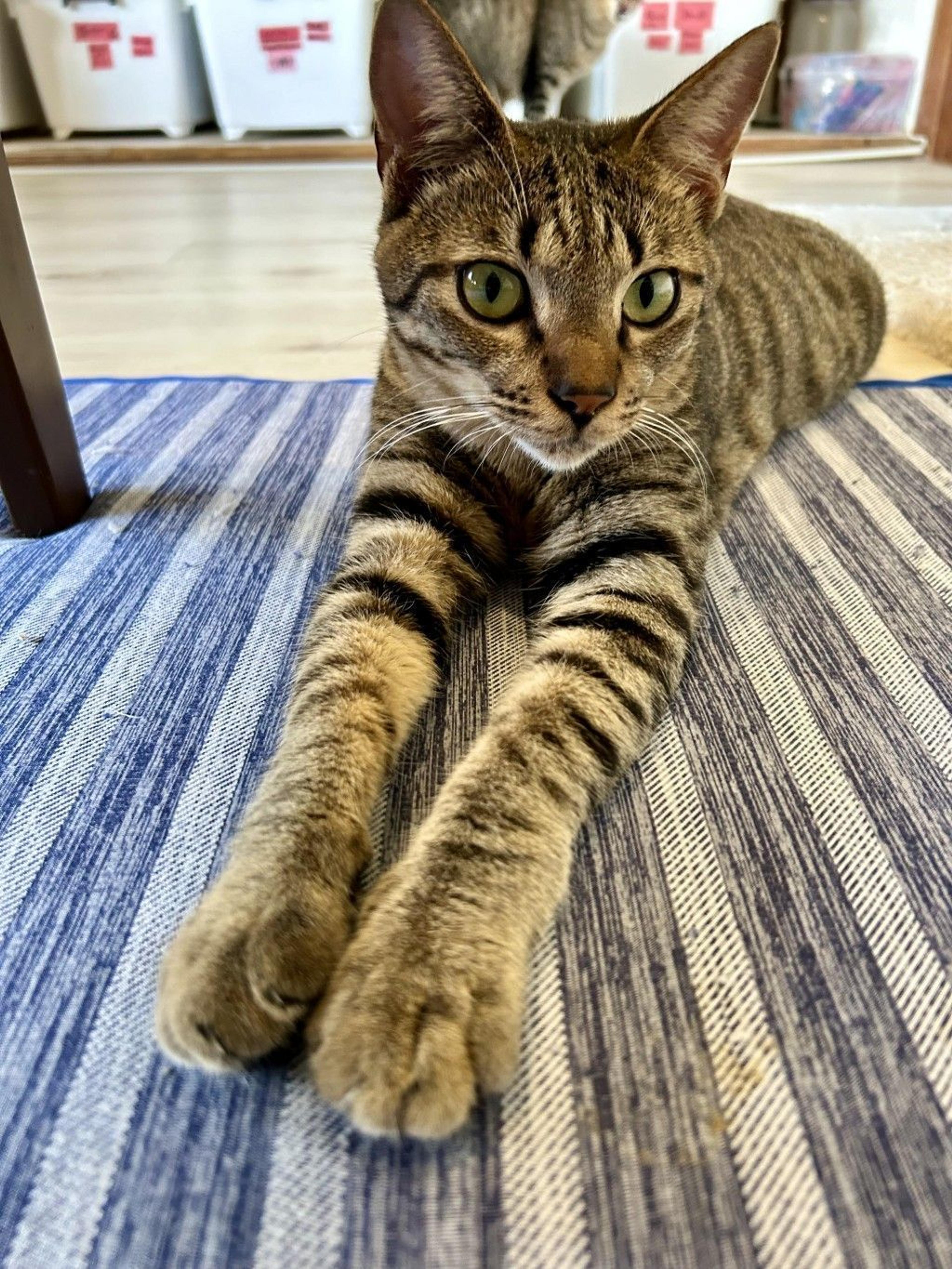 pet-image-2