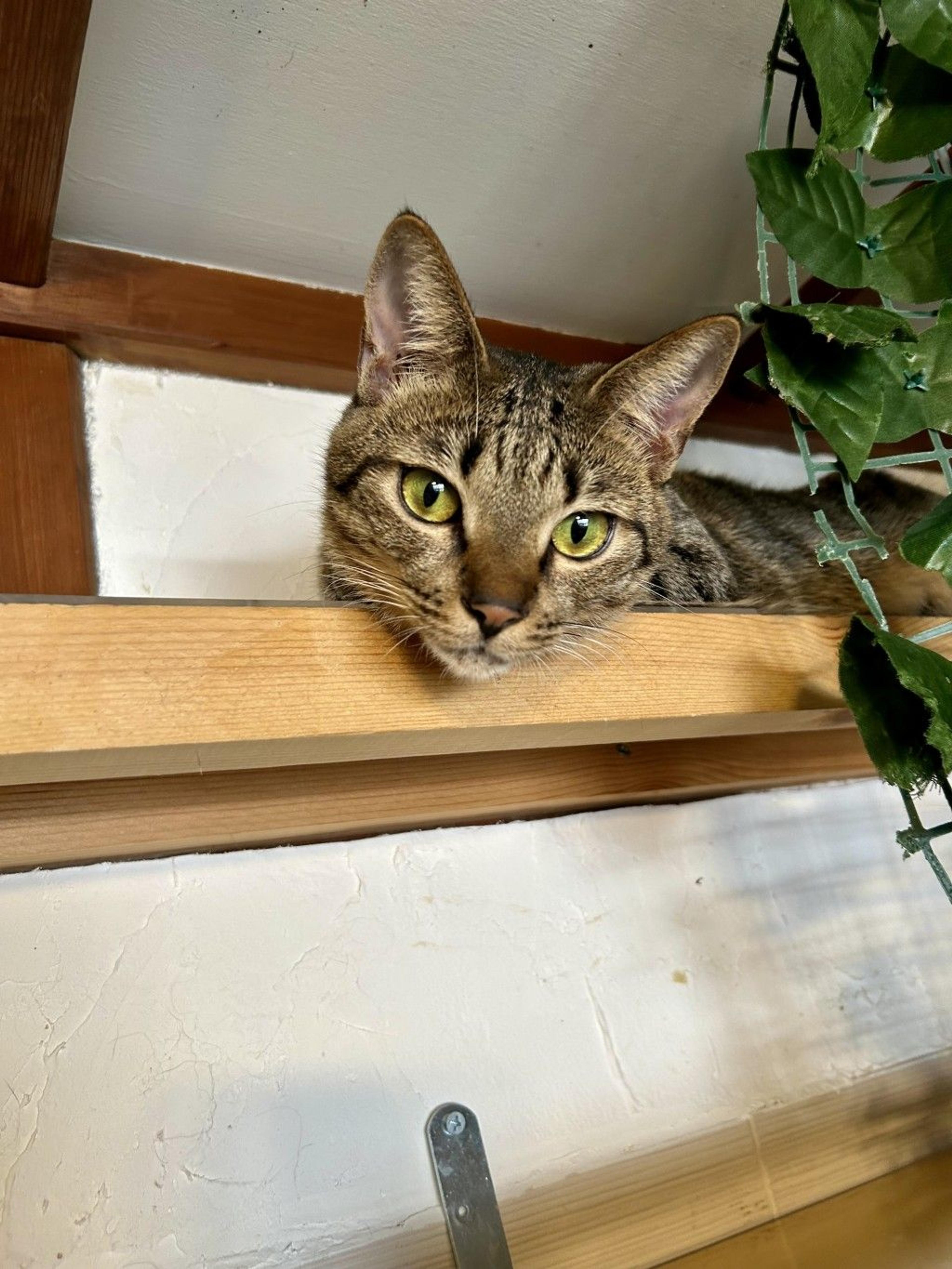 pet-image-4