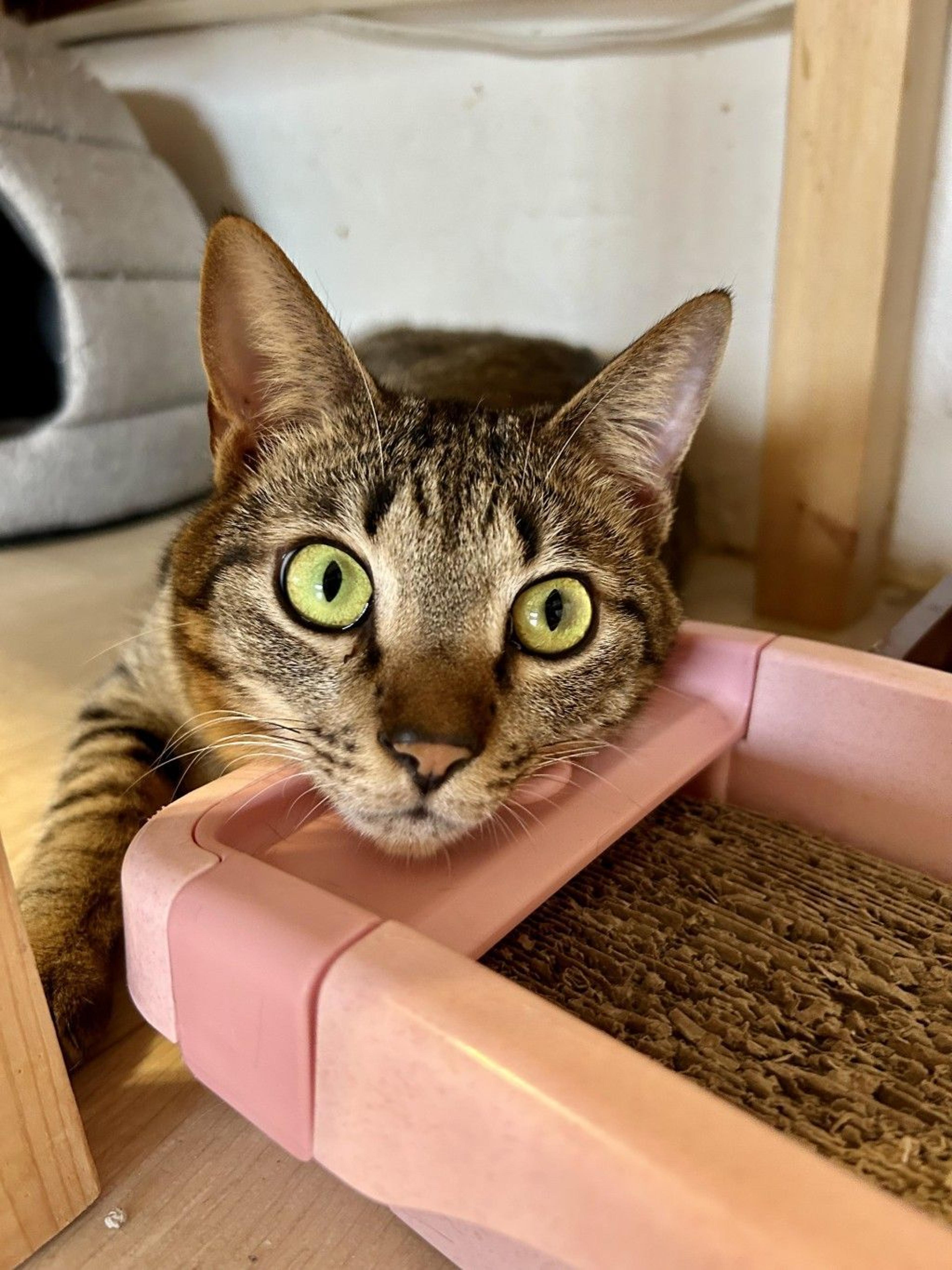 pet-image-7