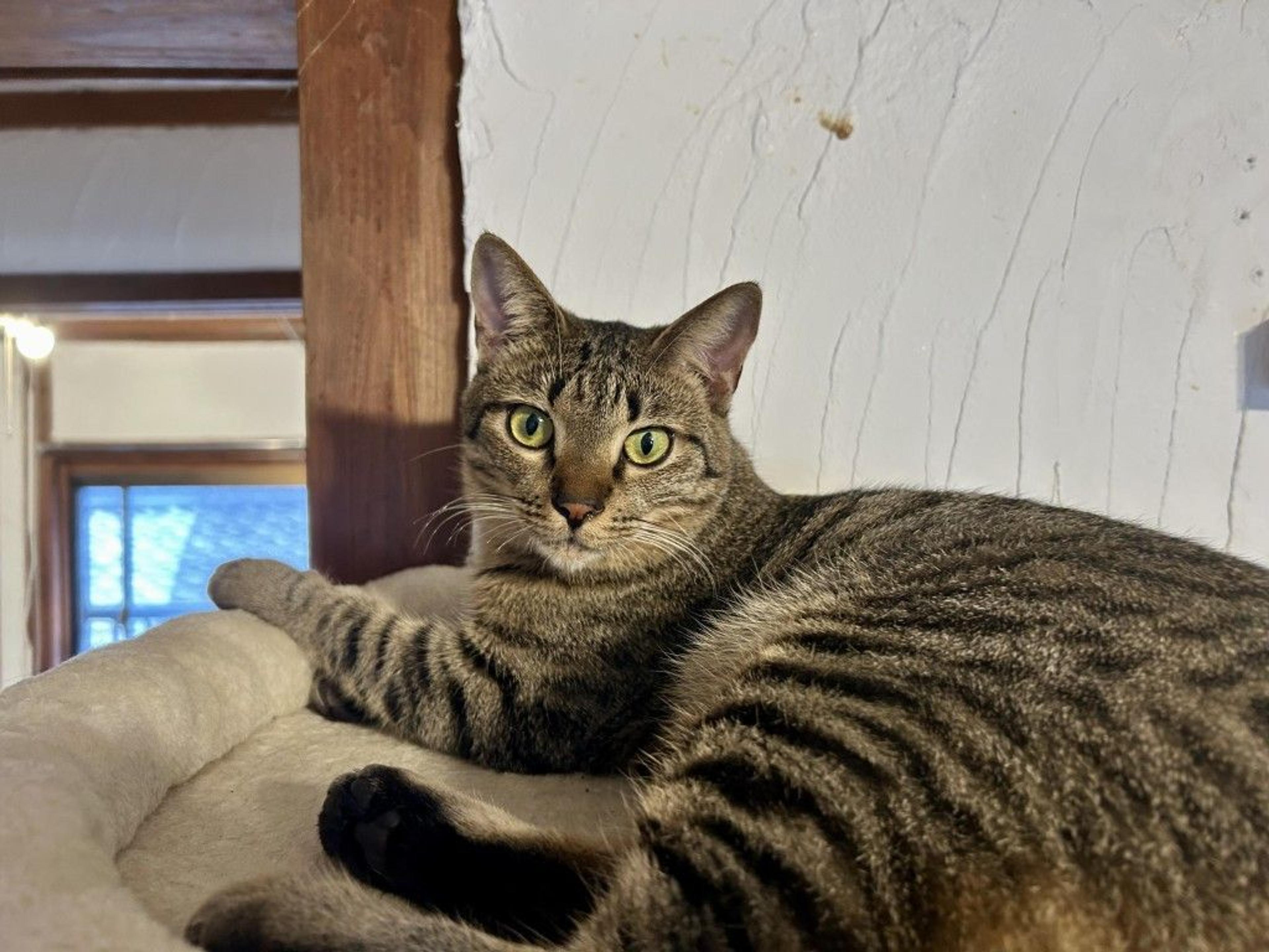pet-image-3
