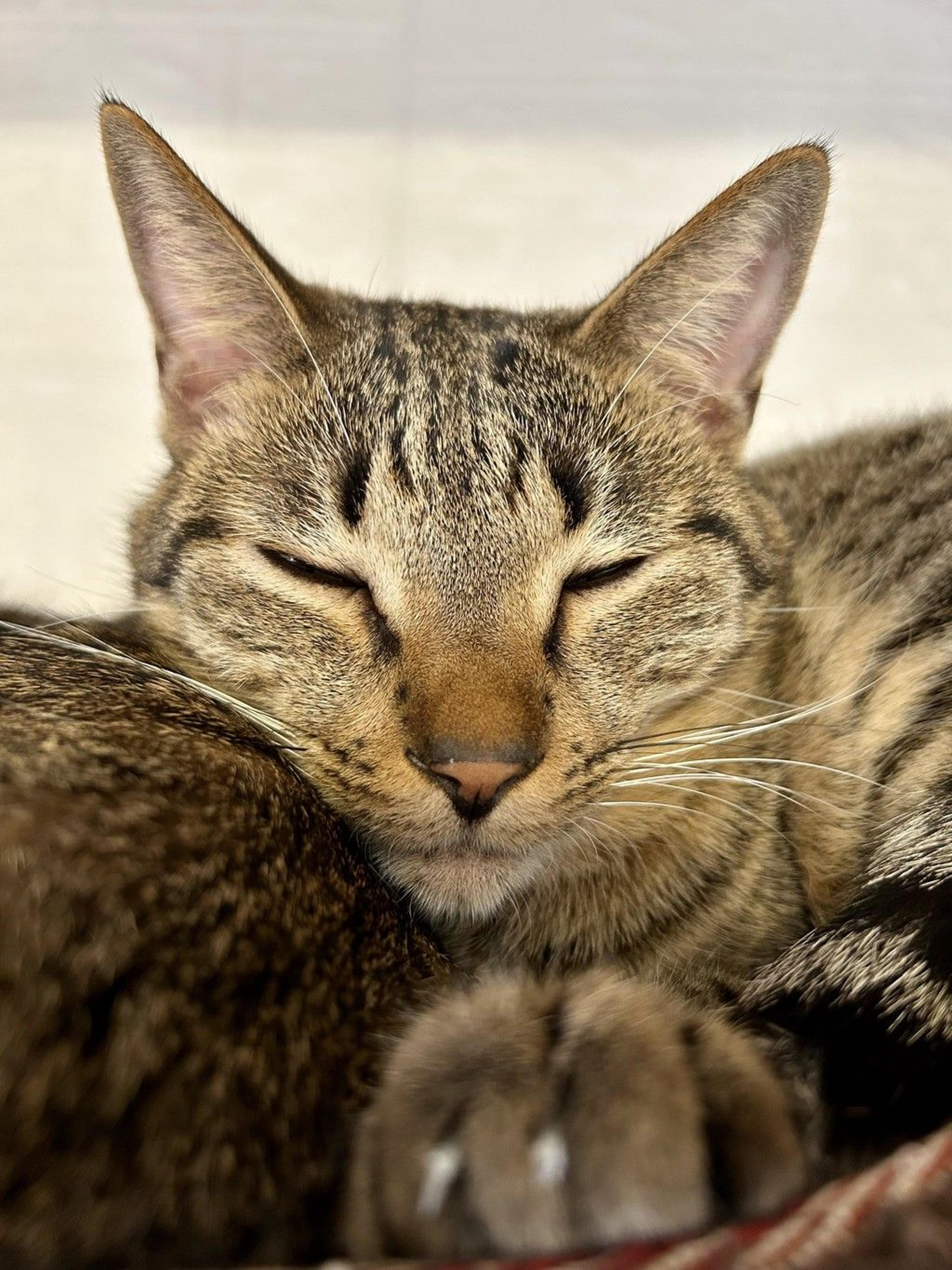 pet-image-8
