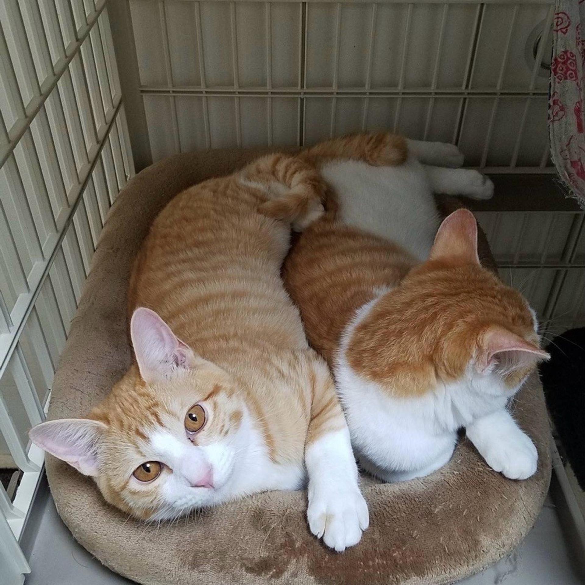 pet-image-7