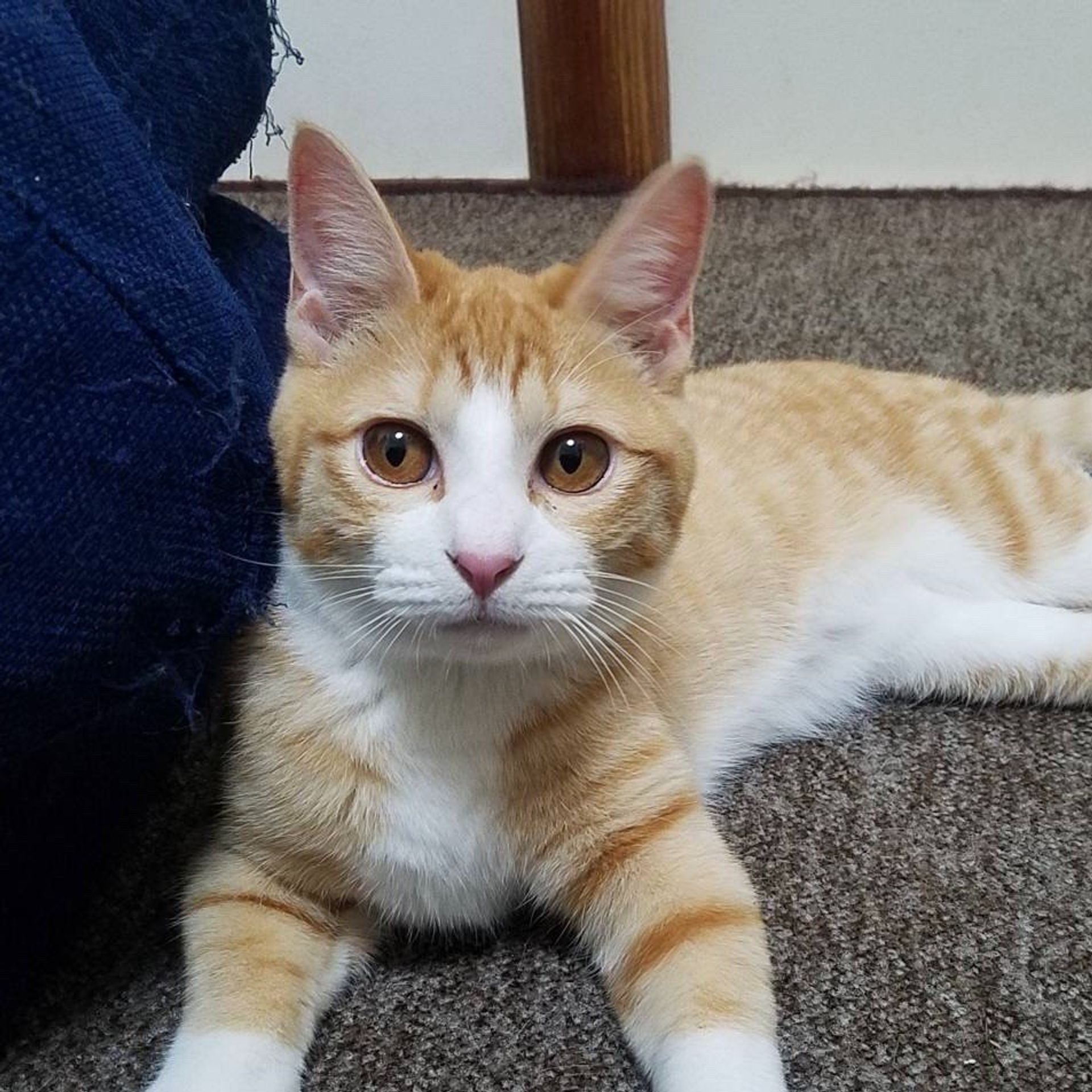 雑種（ミックス猫）・オスの里親募集の写真