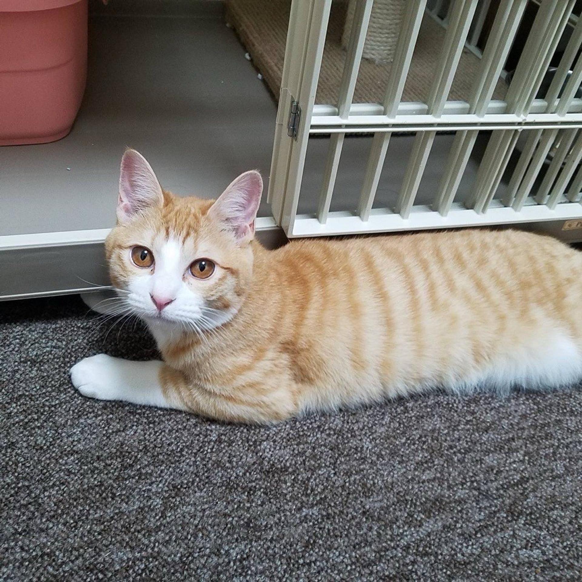 pet-image-3
