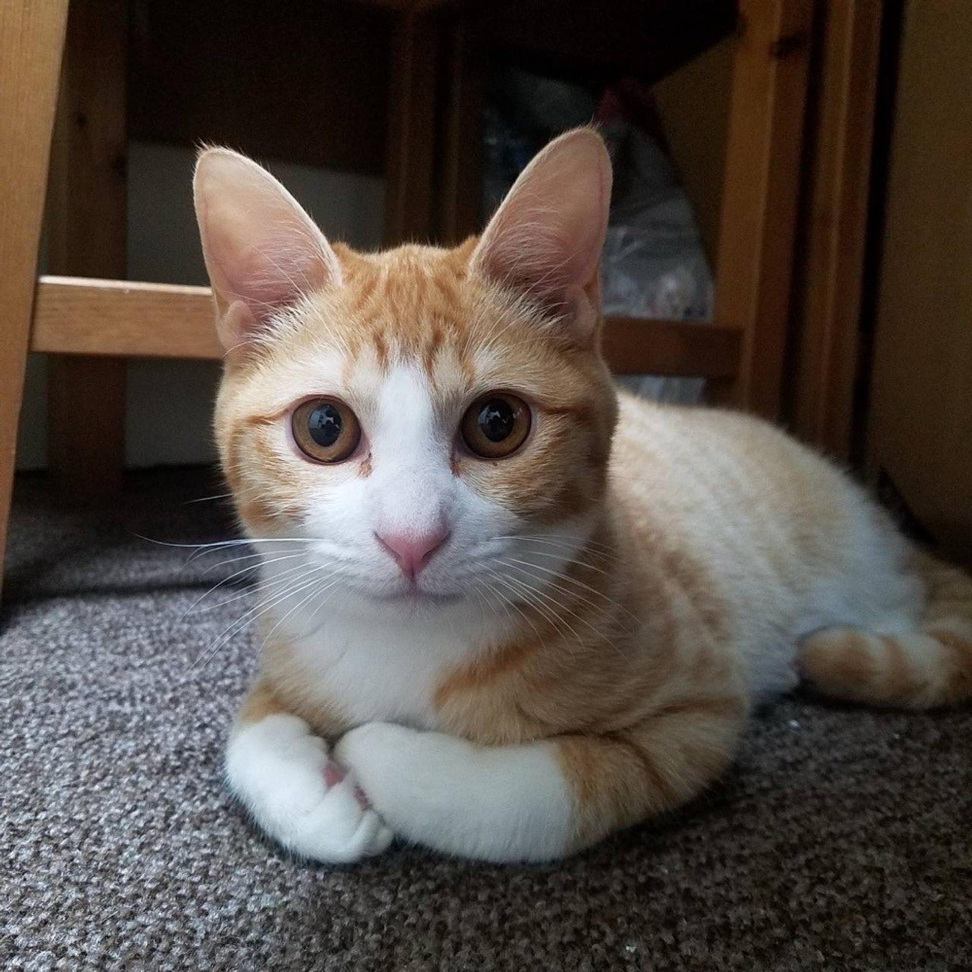 pet-image-6