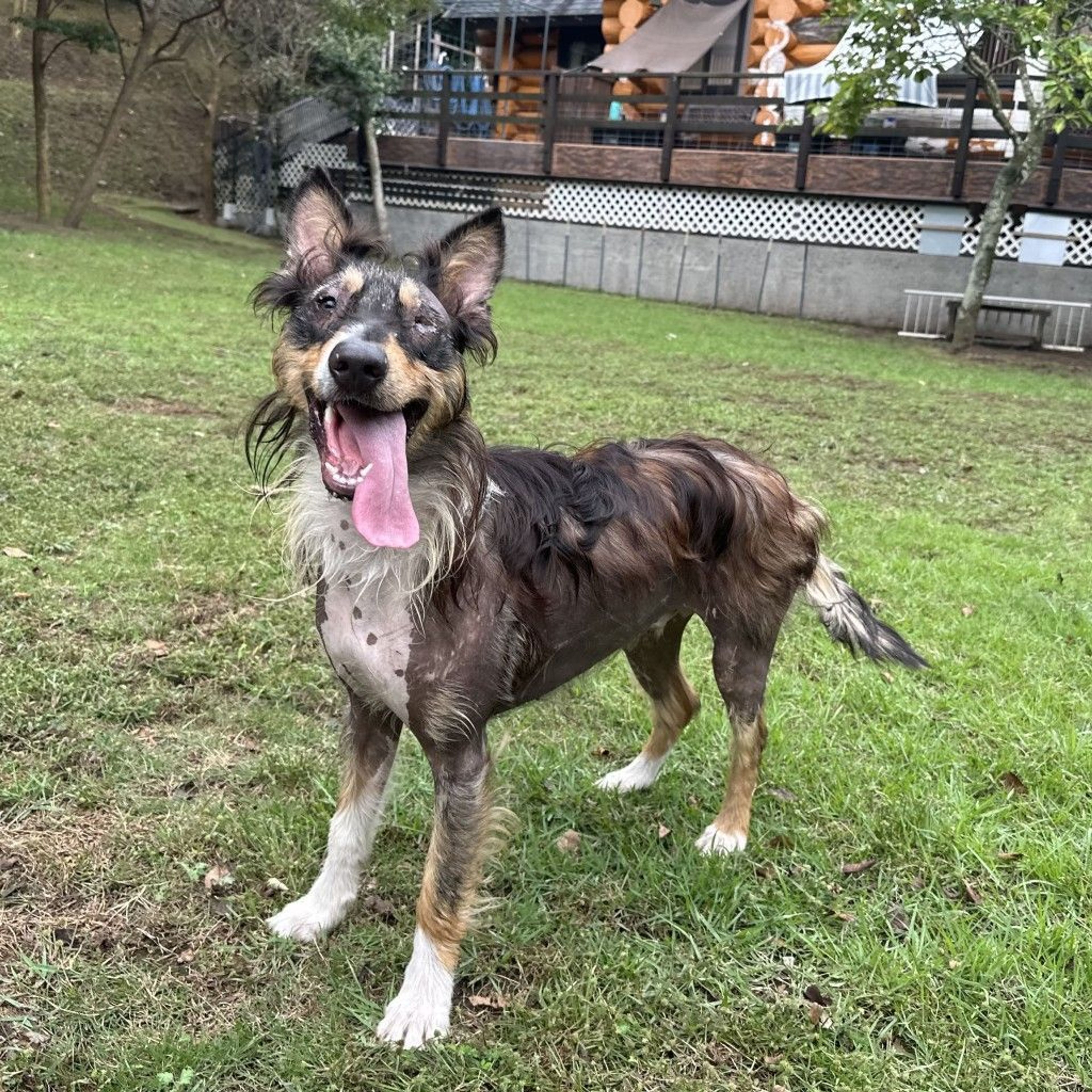 オーストラリアン・シェパード・オスの里親募集の写真