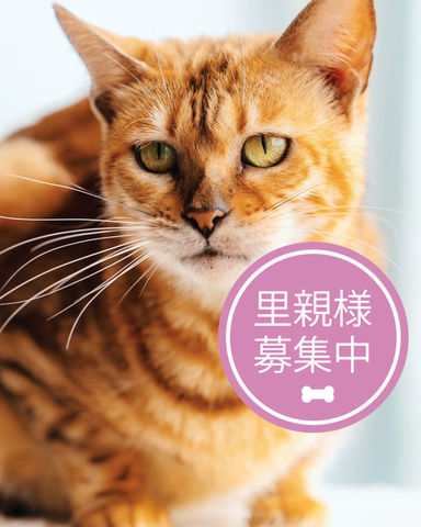 ミルキー