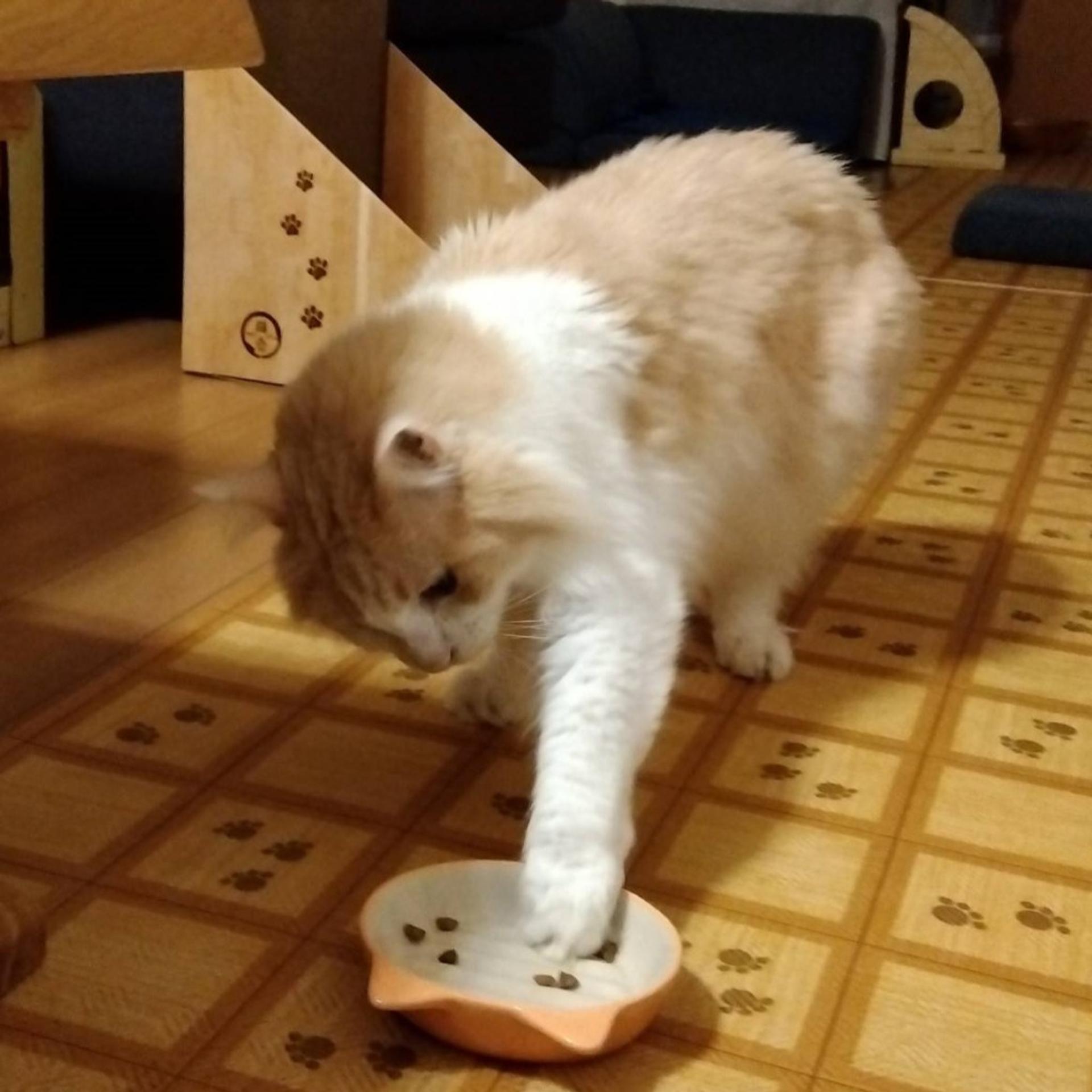 pet-image-6