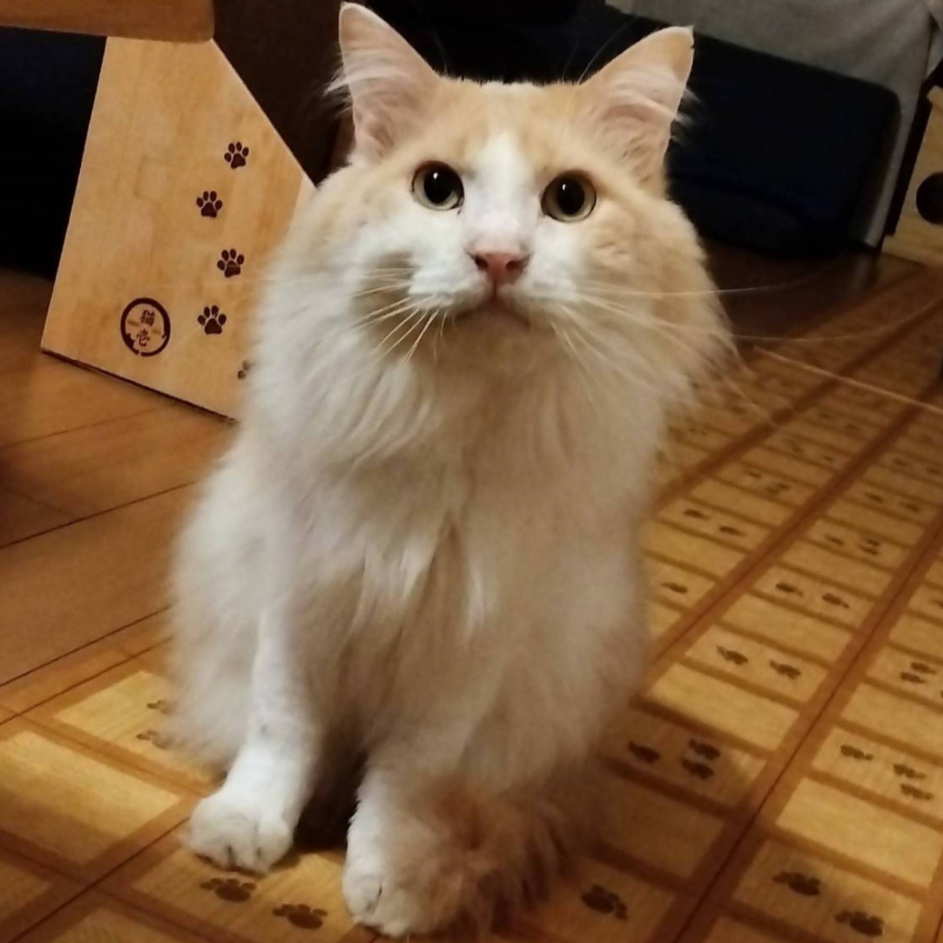 雑種（ミックス猫）・オスの里親募集の写真