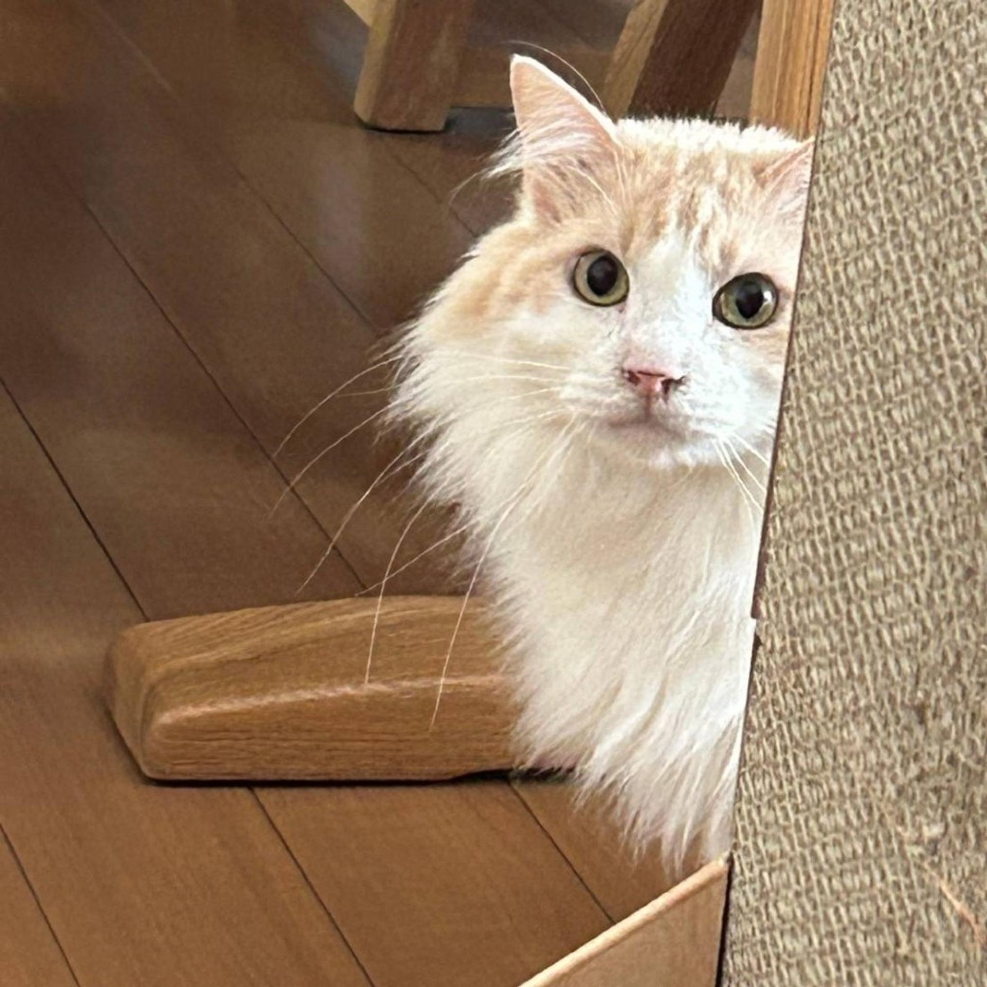 pet-image-3