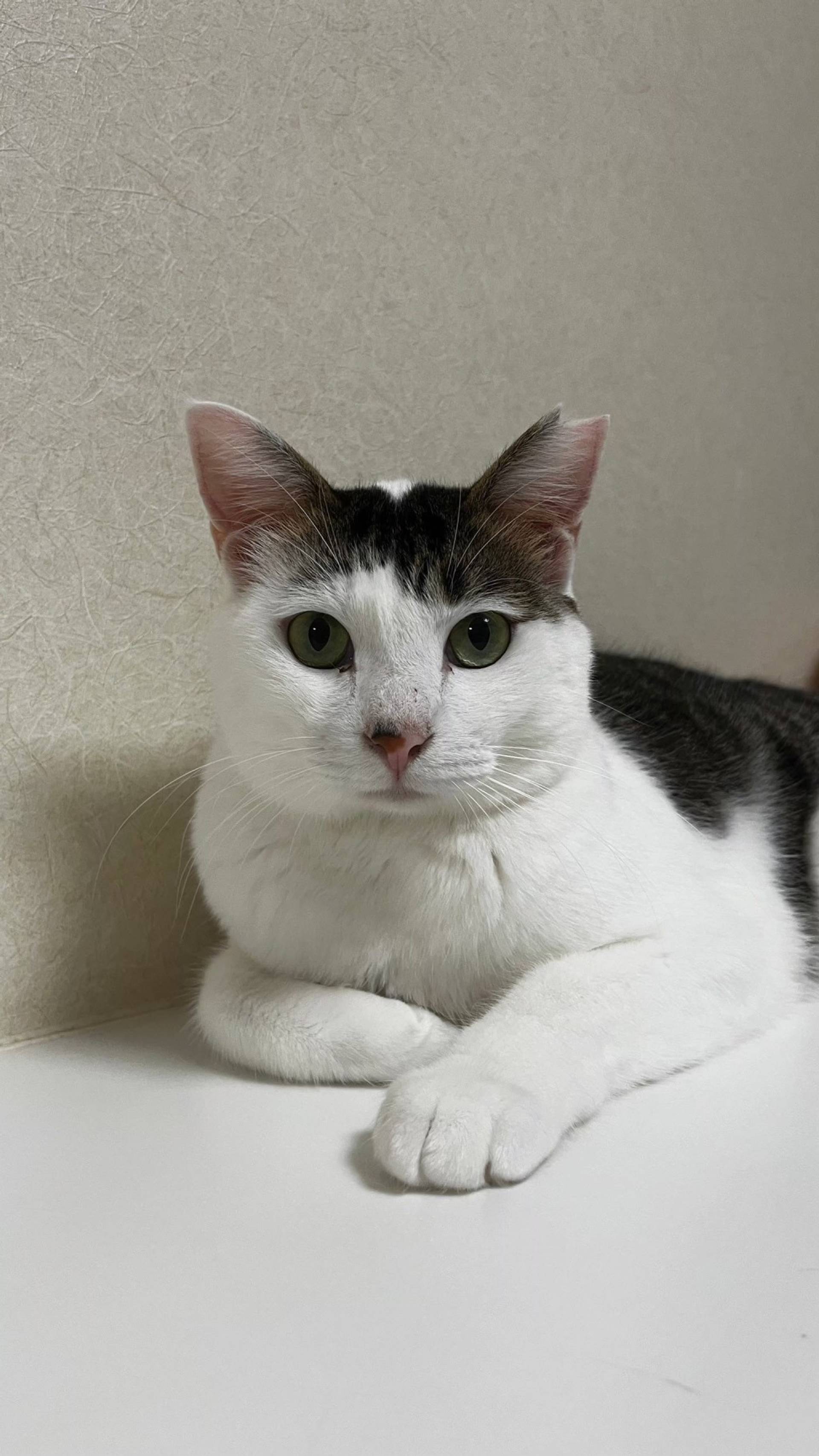 雑種（ミックス猫）・オスの里親募集の写真