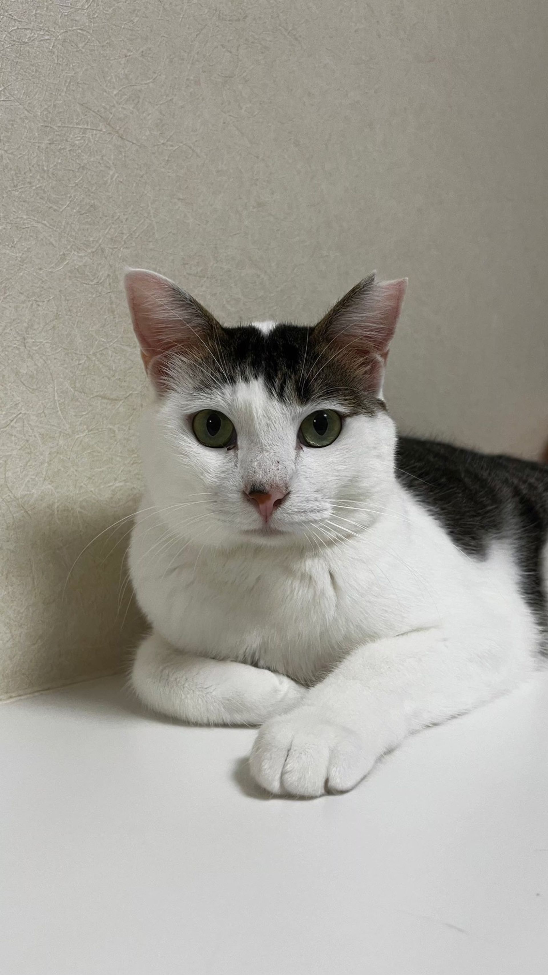 雑種（ミックス猫）・オスの里親募集の写真