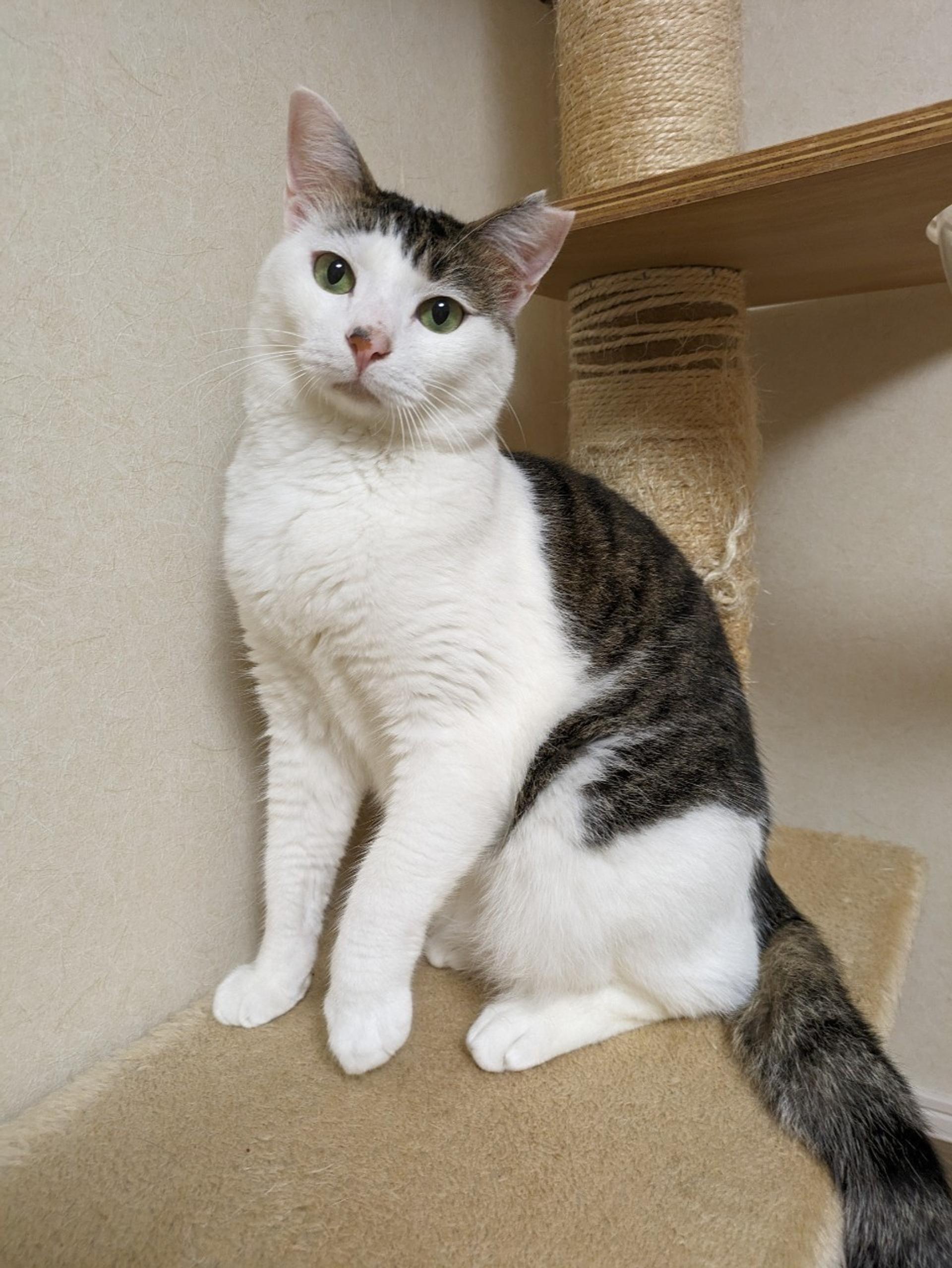 pet-image-2